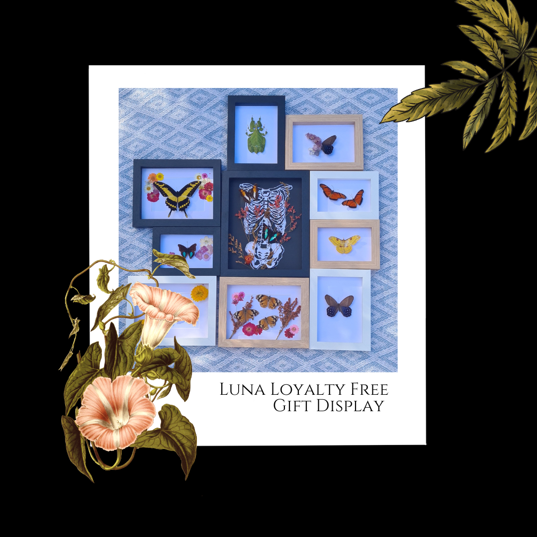 Loyalty Reward 1,000 Points | Free Display