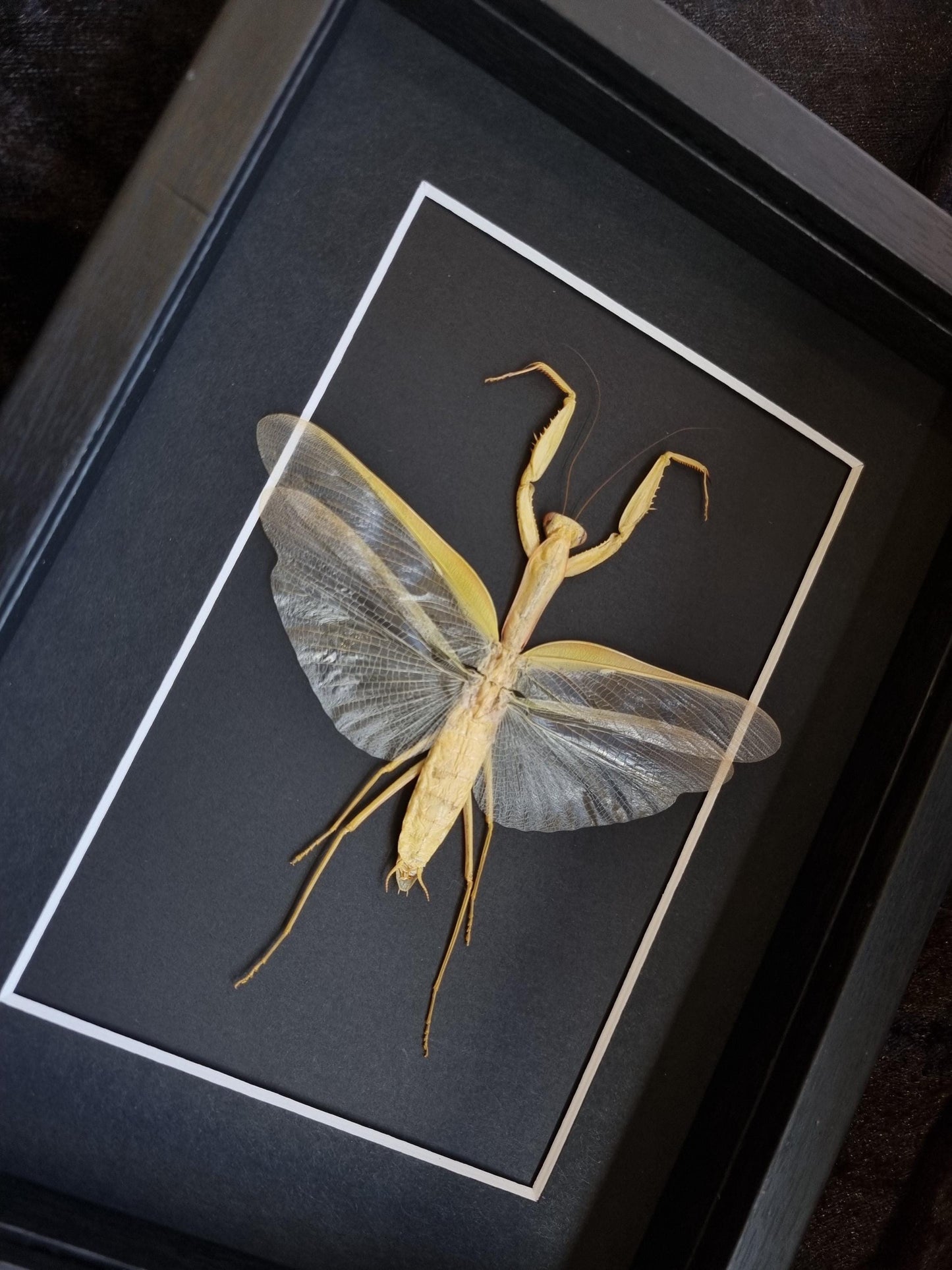 Giant Asian Mantis / Hierodula Membranacea, Yellow | Frame