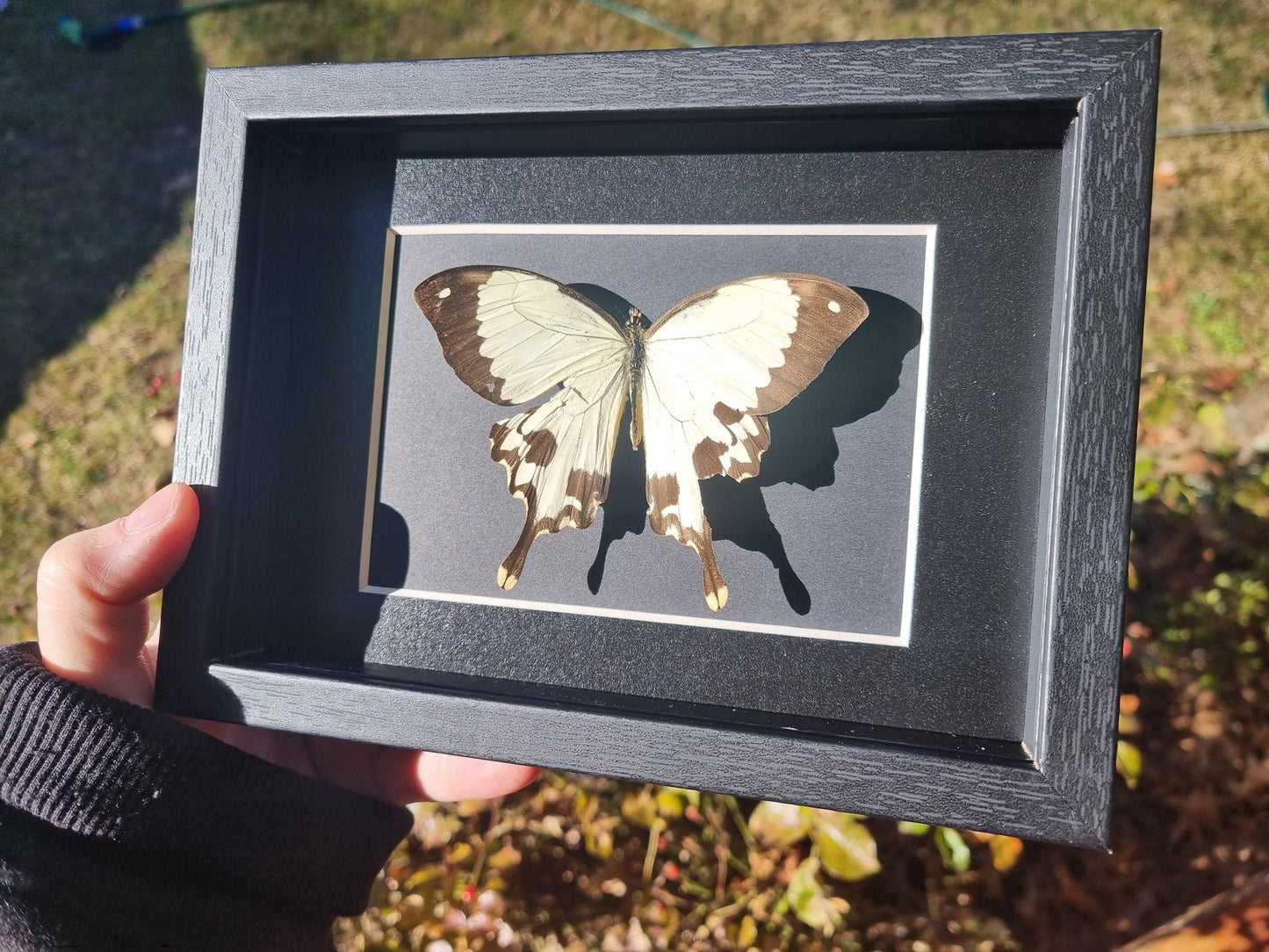 Mocker Swallowtail, Papilio dardanus | Damaged | Frame