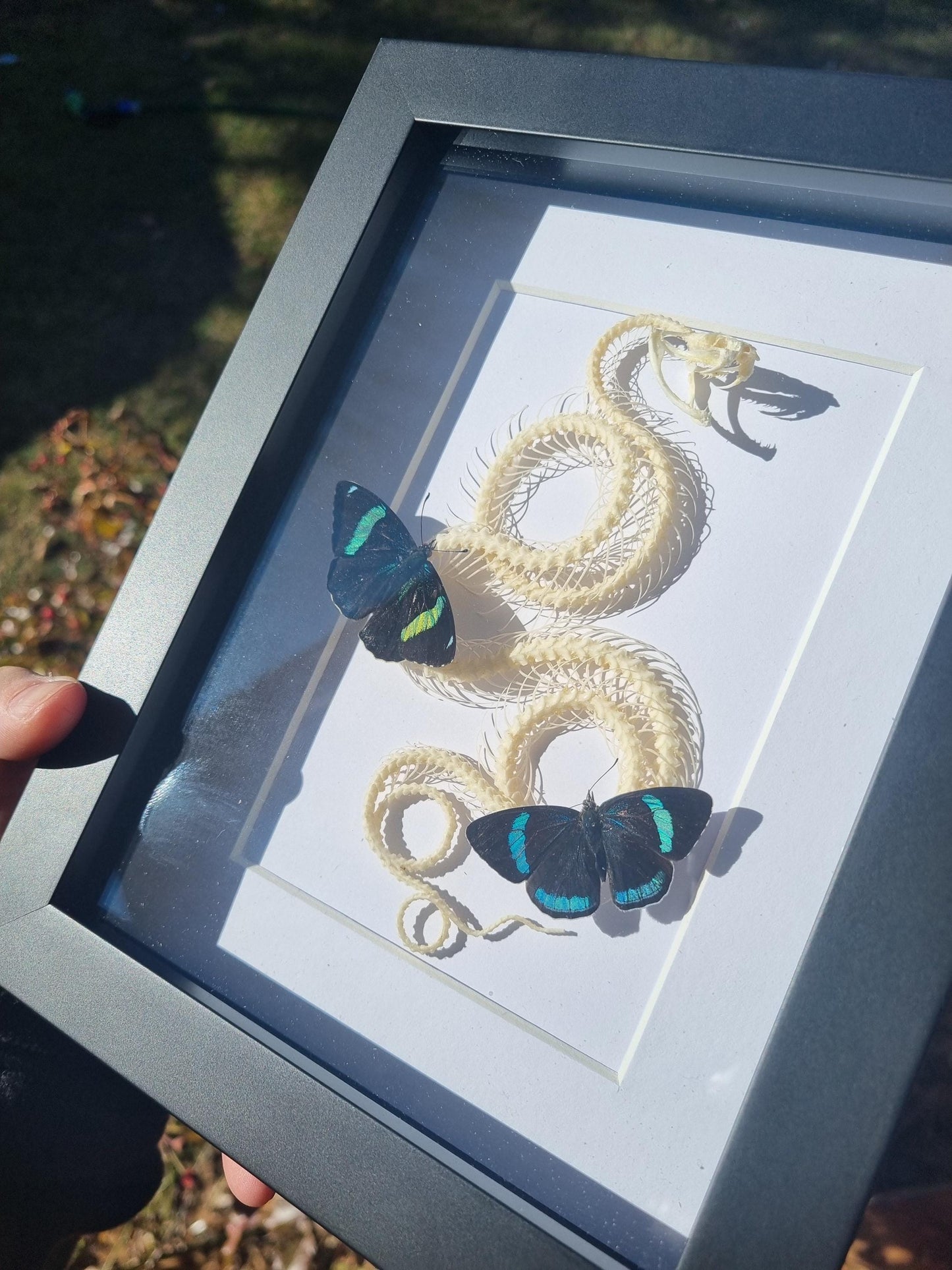 Large Snake Skeleton White-Lipped Pit Viper (Trimeresurus Albolabris)& Butterflies | Frame