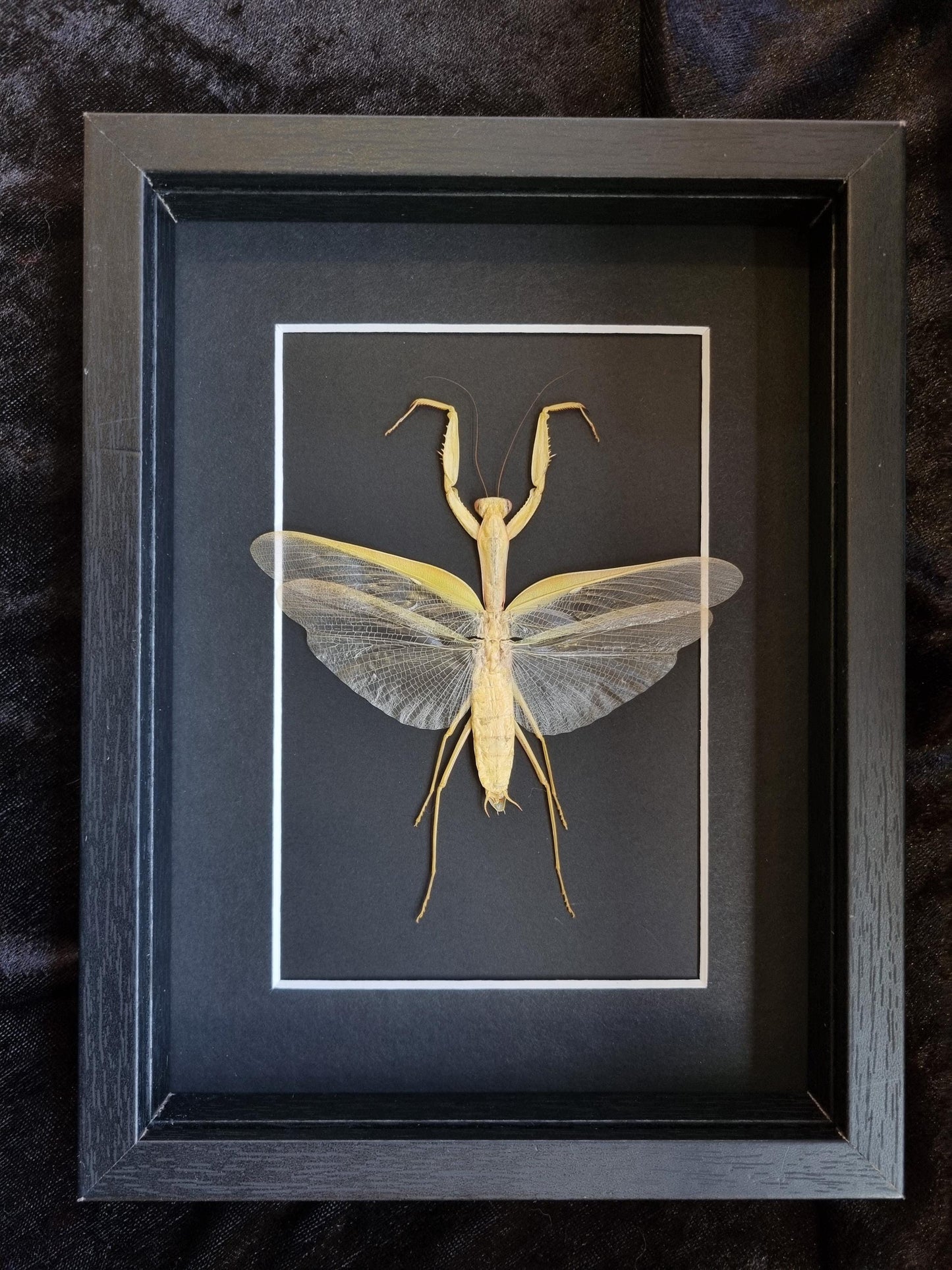 Giant Asian Mantis / Hierodula Membranacea, Yellow | Frame