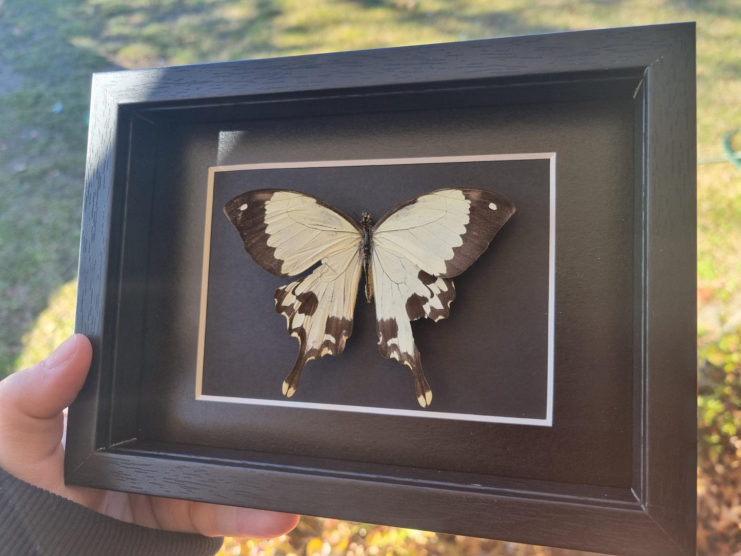 Mocker Swallowtail, Papilio dardanus | Damaged | Frame