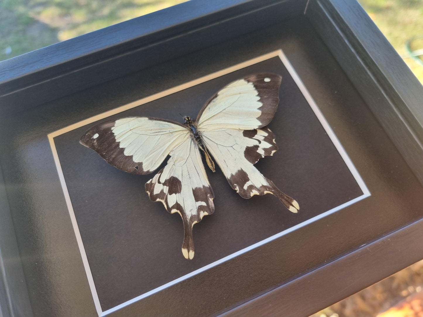 Mocker Swallowtail, Papilio dardanus | Damaged | Frame