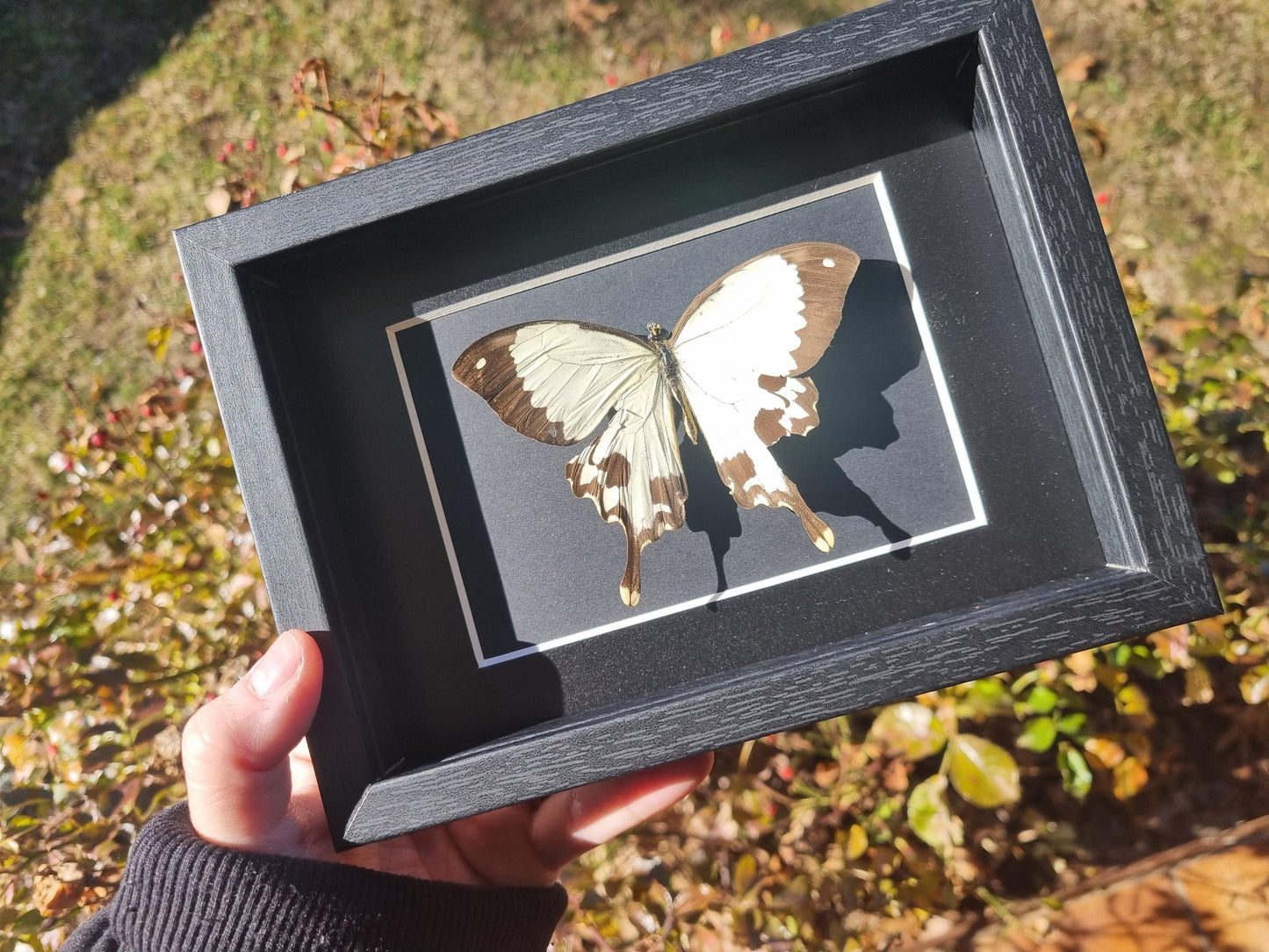 Mocker Swallowtail, Papilio dardanus | Damaged | Frame