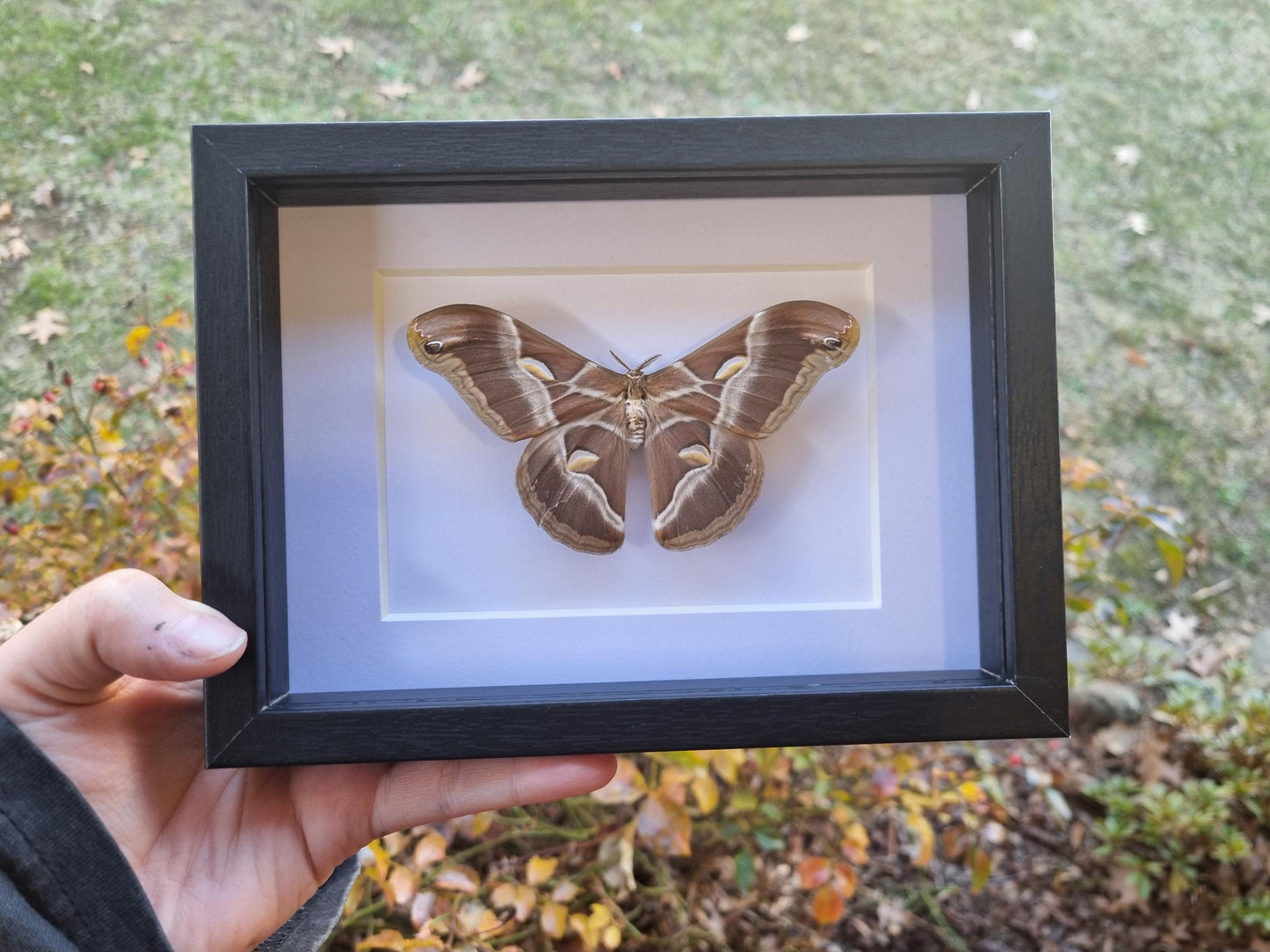 Samia Ricini | Frame