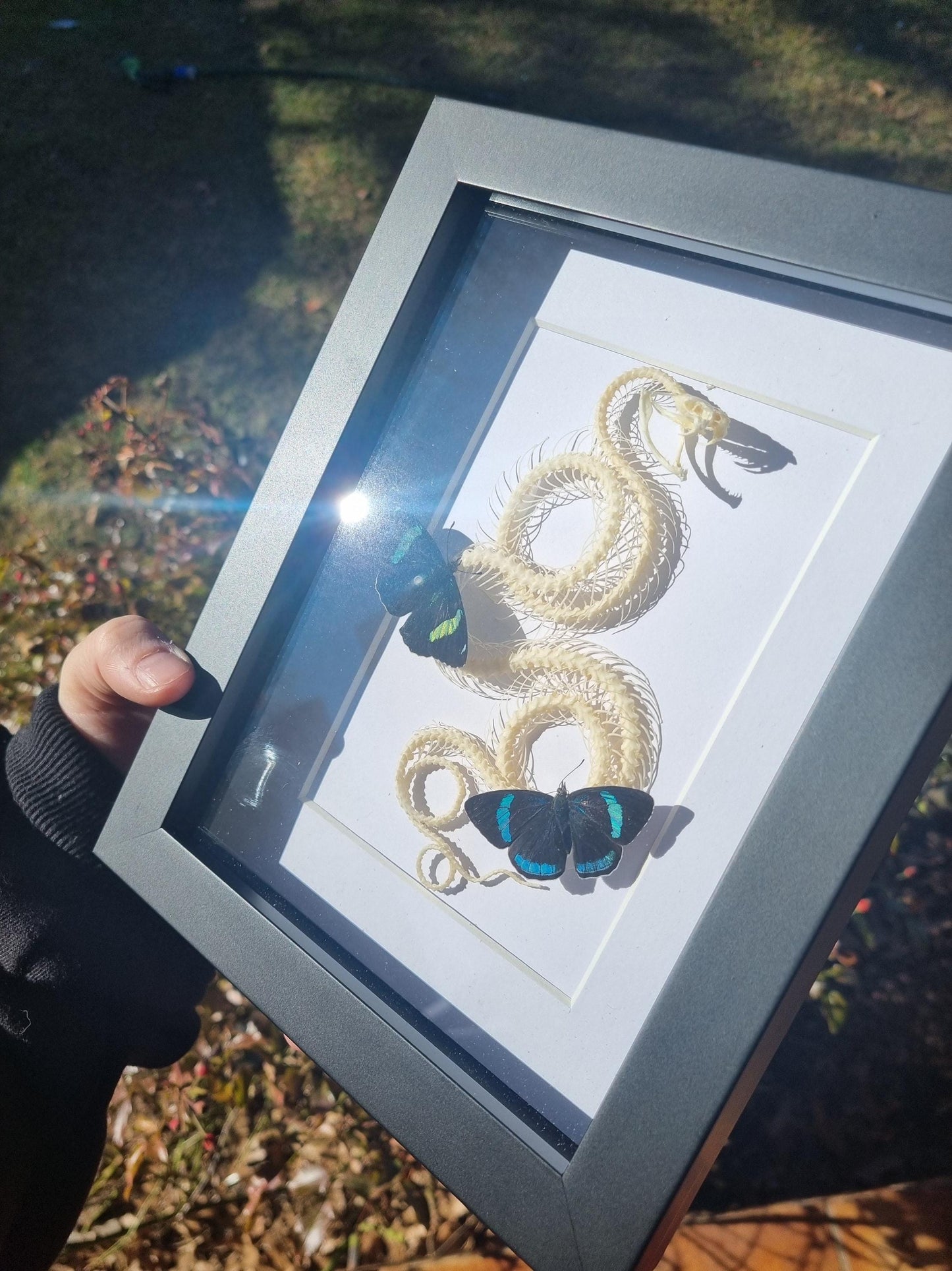 Large Snake Skeleton White-Lipped Pit Viper (Trimeresurus Albolabris)& Butterflies | Frame