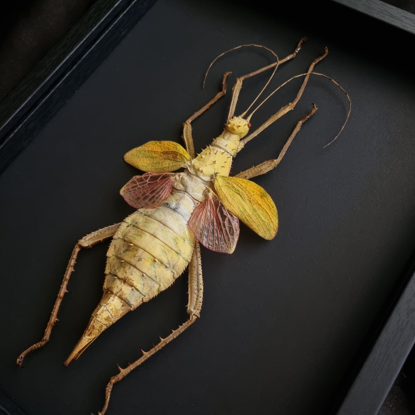 Heteropteryx dilatata | Frame