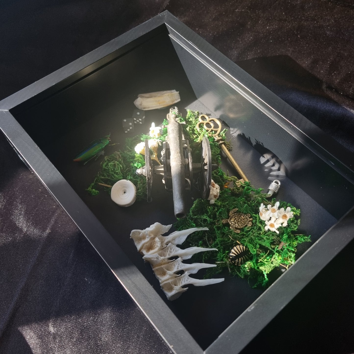 Curio Frame Cannon | Oddities | Framed Entomology Décor | Real Specimen | Nature