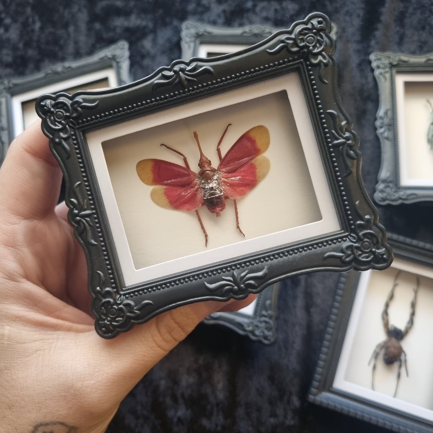 Mini Magnet Specimen / Entommology / Frame