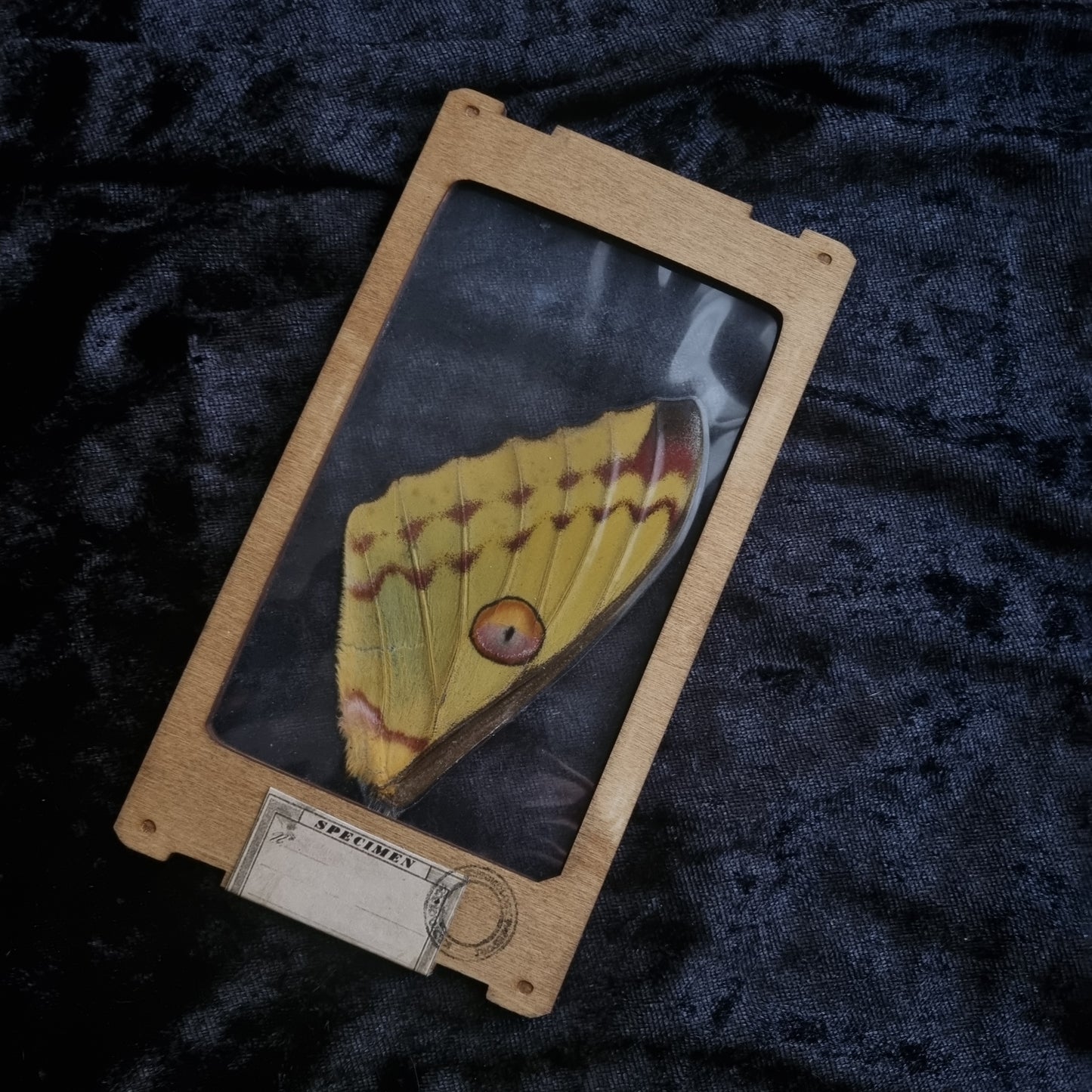 Entomology Slides