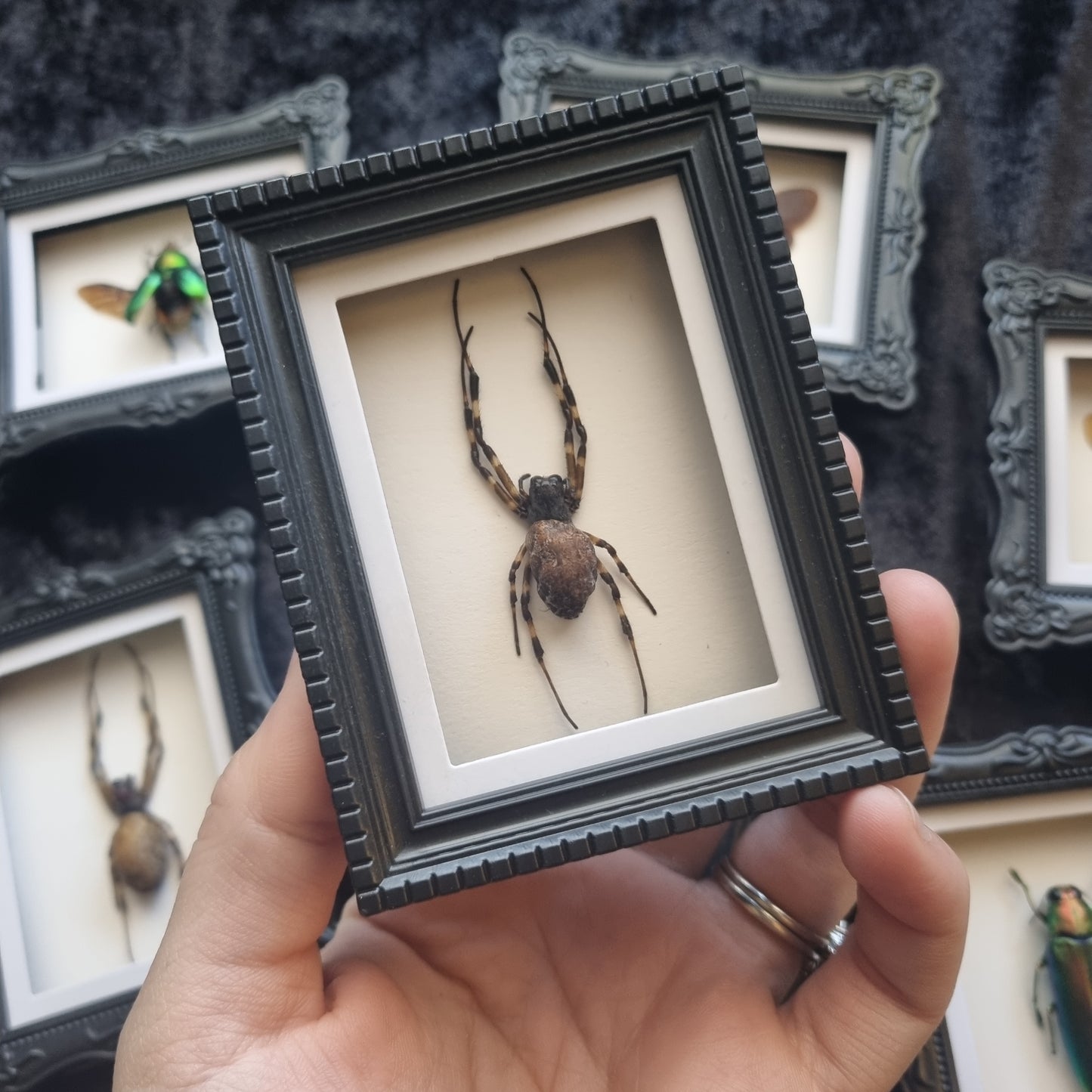 Mini Magnet Specimen / Entommology / Frame