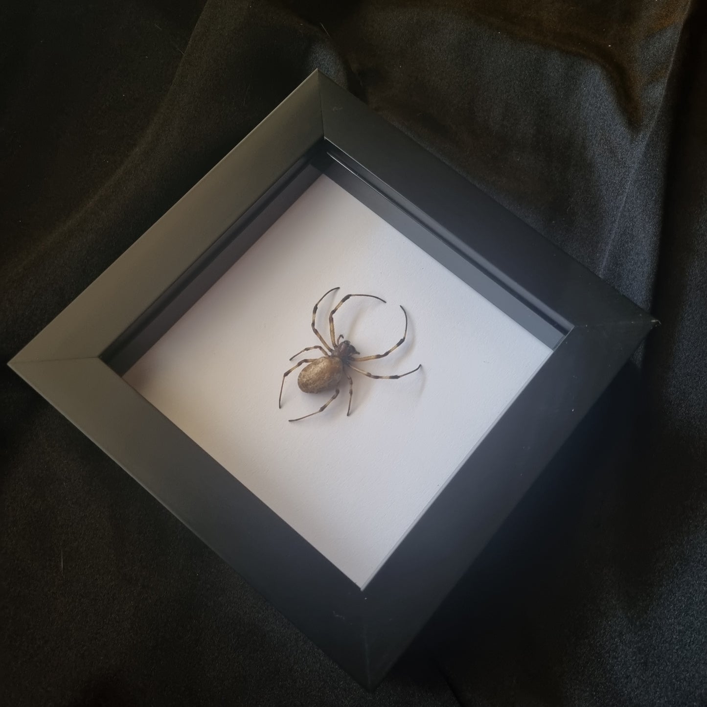 Nephilengys Malabarensis | Frame | Framed Entomology Décor | Real Specimen | Nature