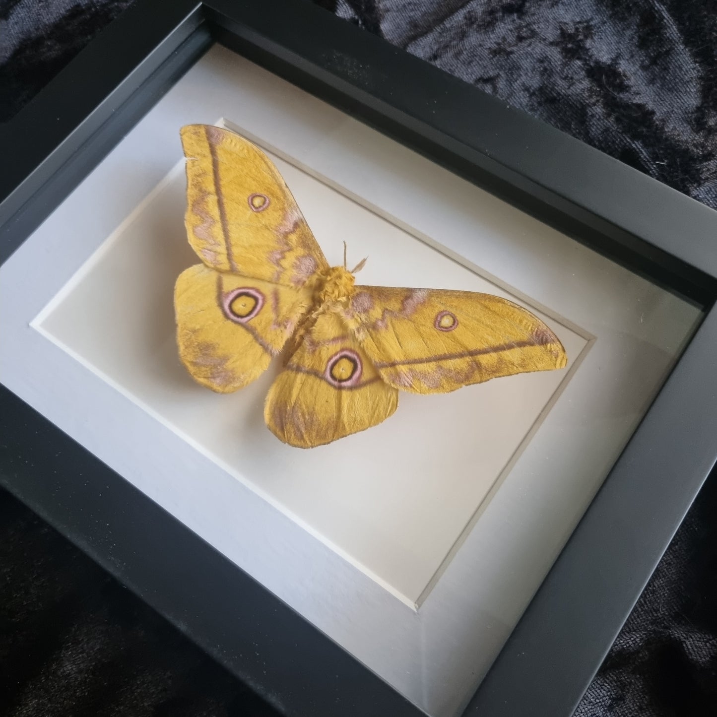 Yellow Emperor Moth | Gonimbrasia | Frame | High Quality