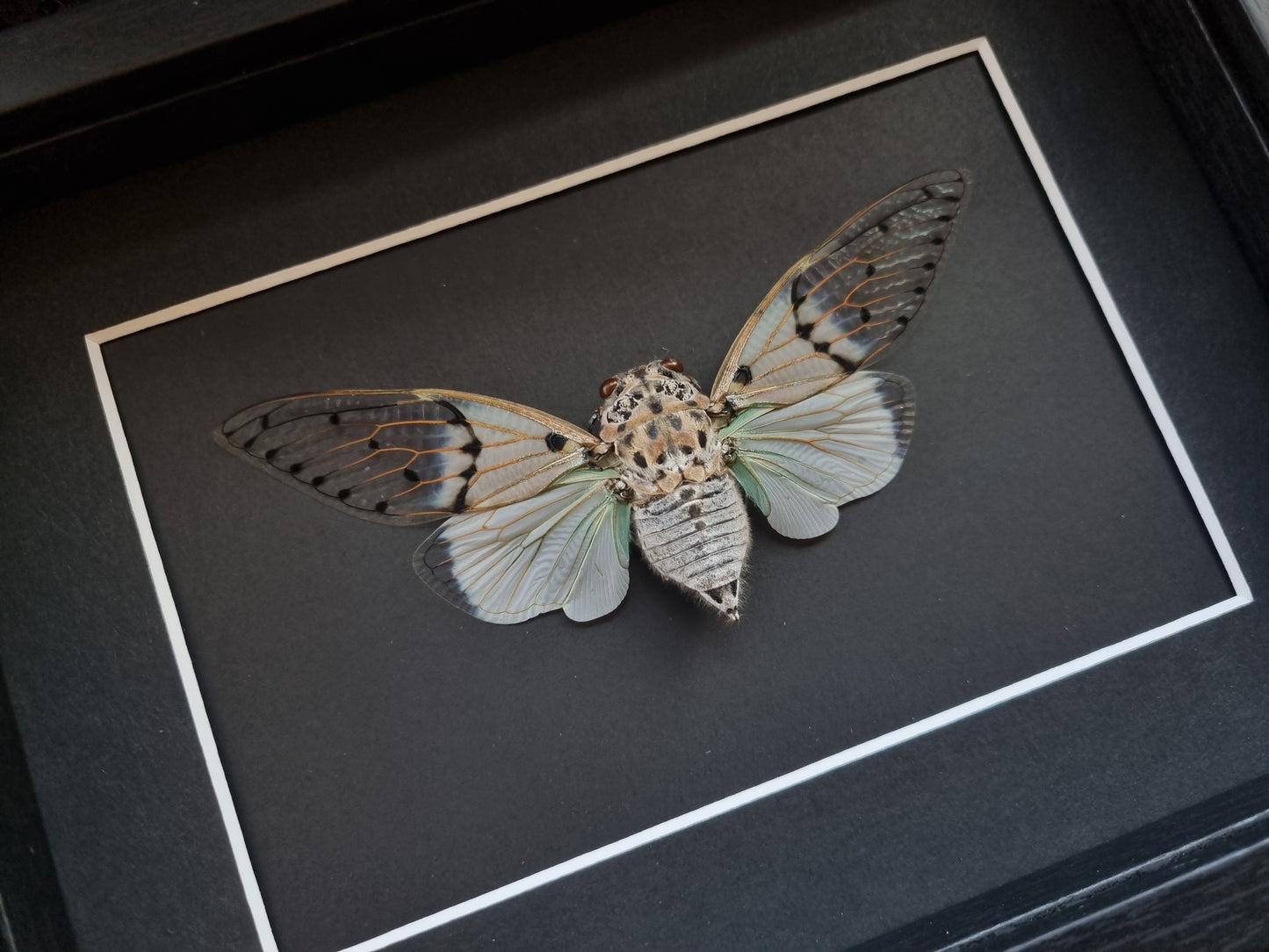 Mystery Specimen Displays | Made to Order | Frame