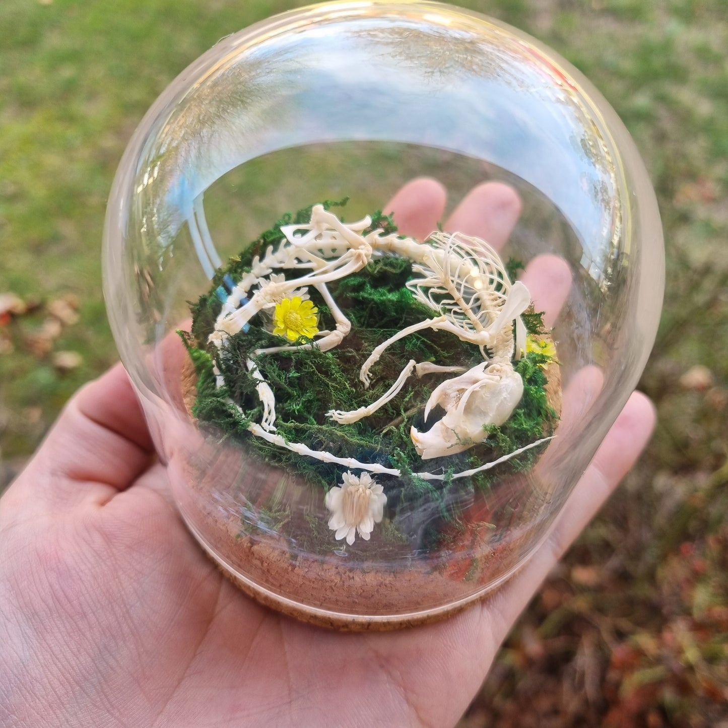 Articulated Mouse Dome