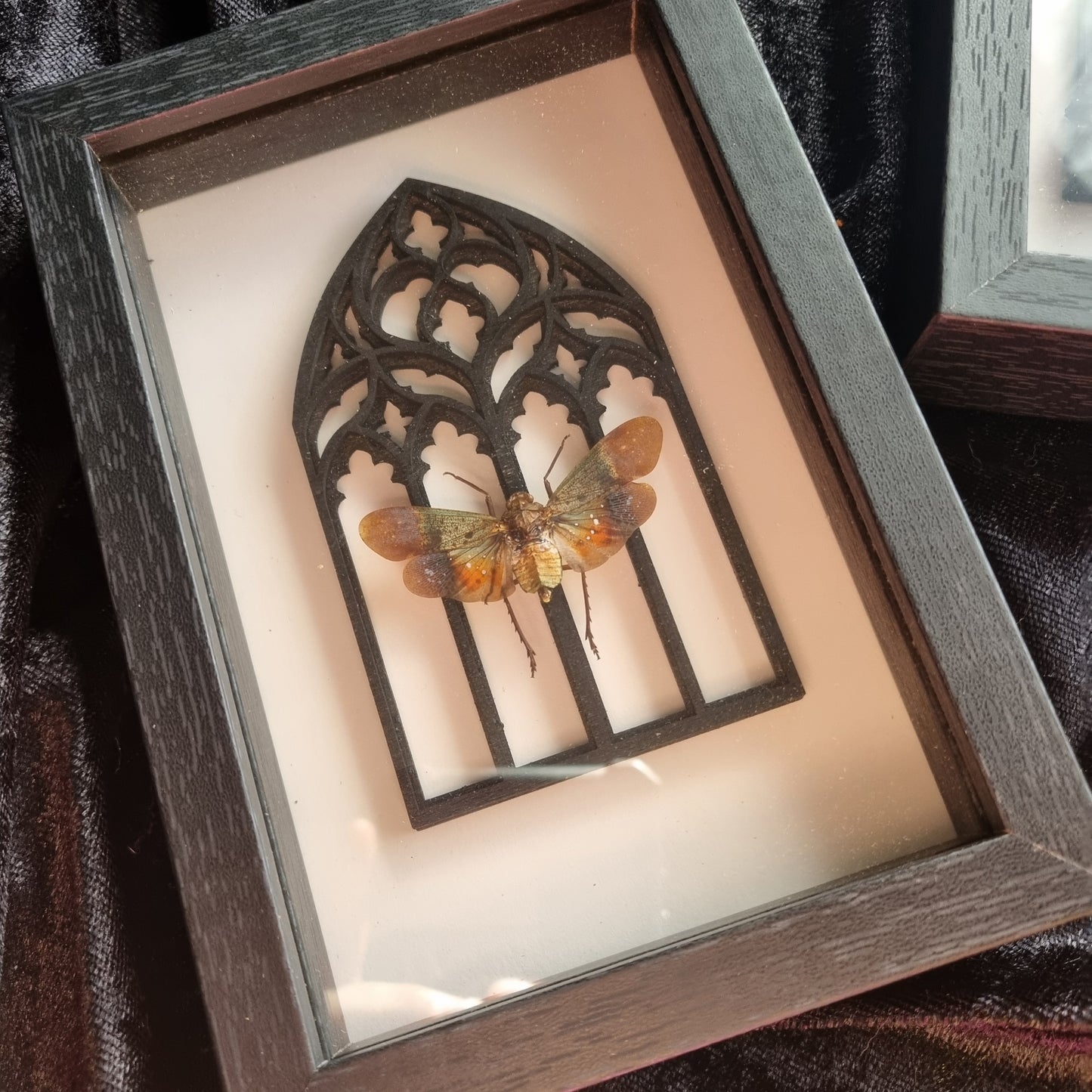 Penthicodes Farinosa | Lanternfly | Frame