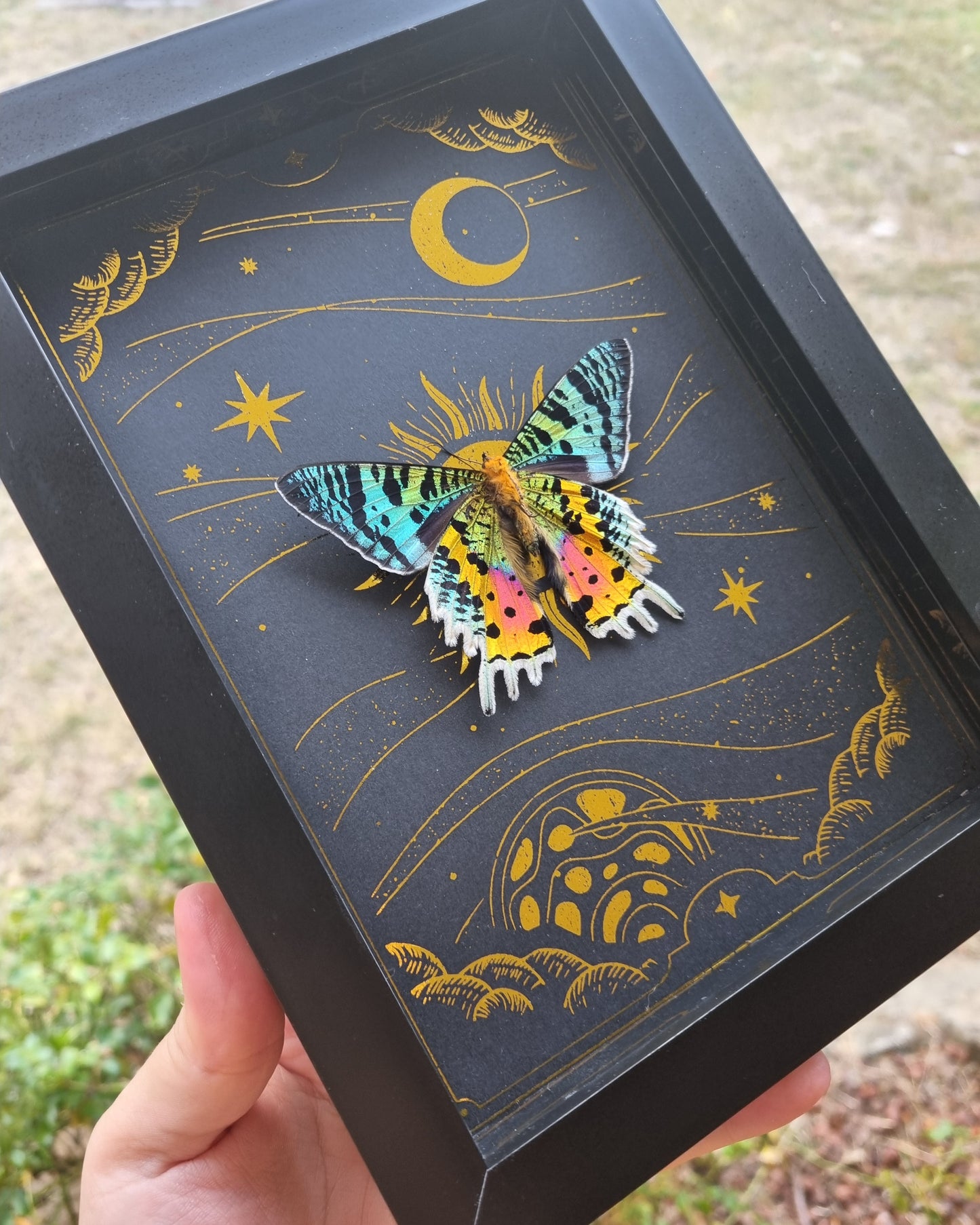 Mystery Specimen Displays | Made to Order | Frame