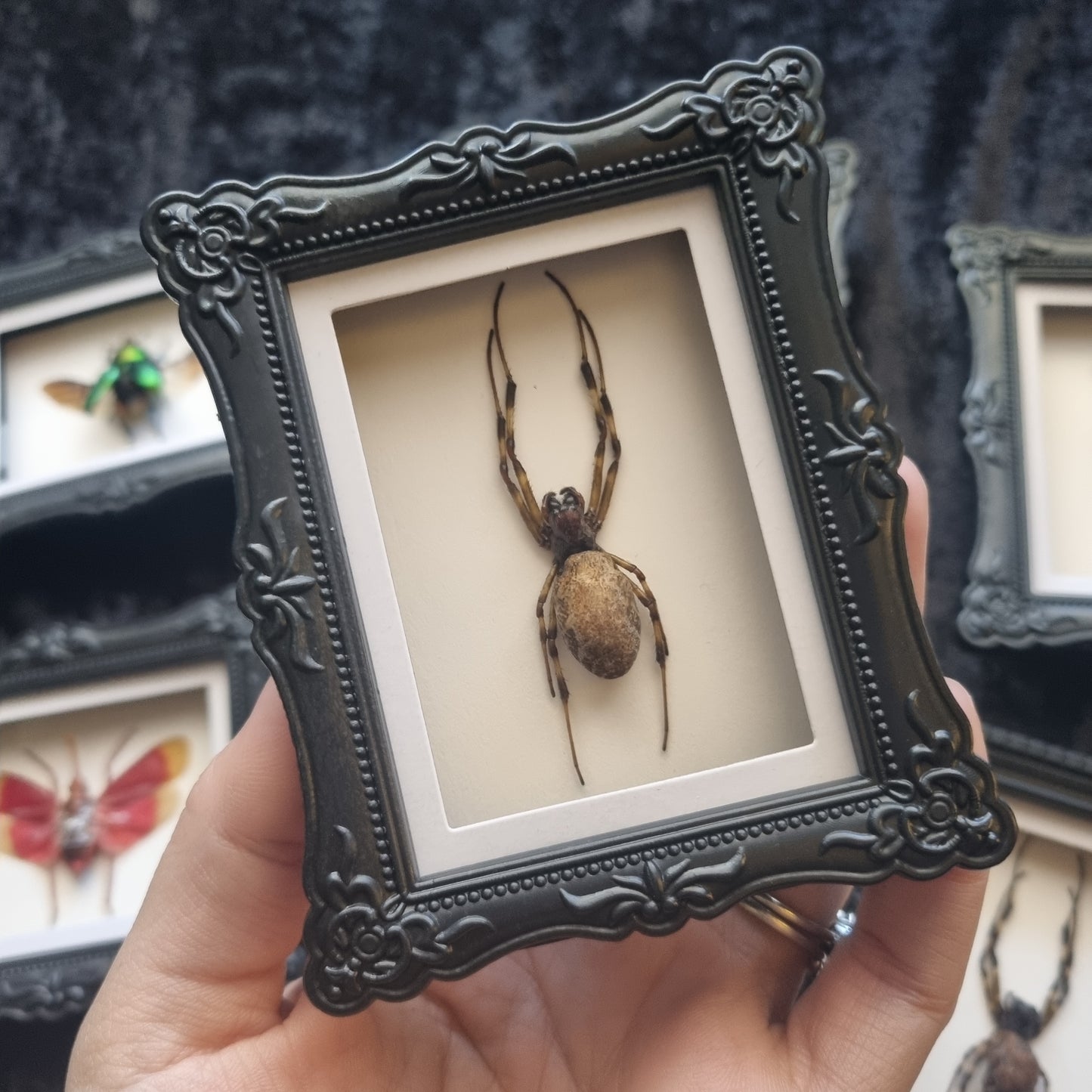 Mini Magnet Specimen / Entommology / Frame
