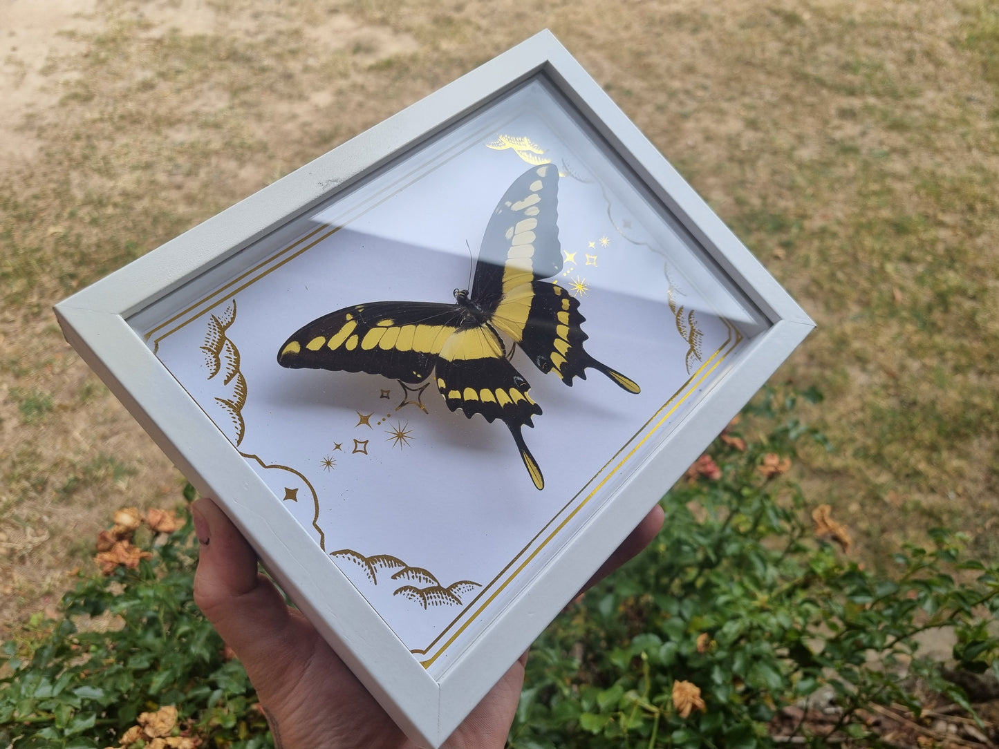 Mystery Specimen Displays | Made to Order | Frame