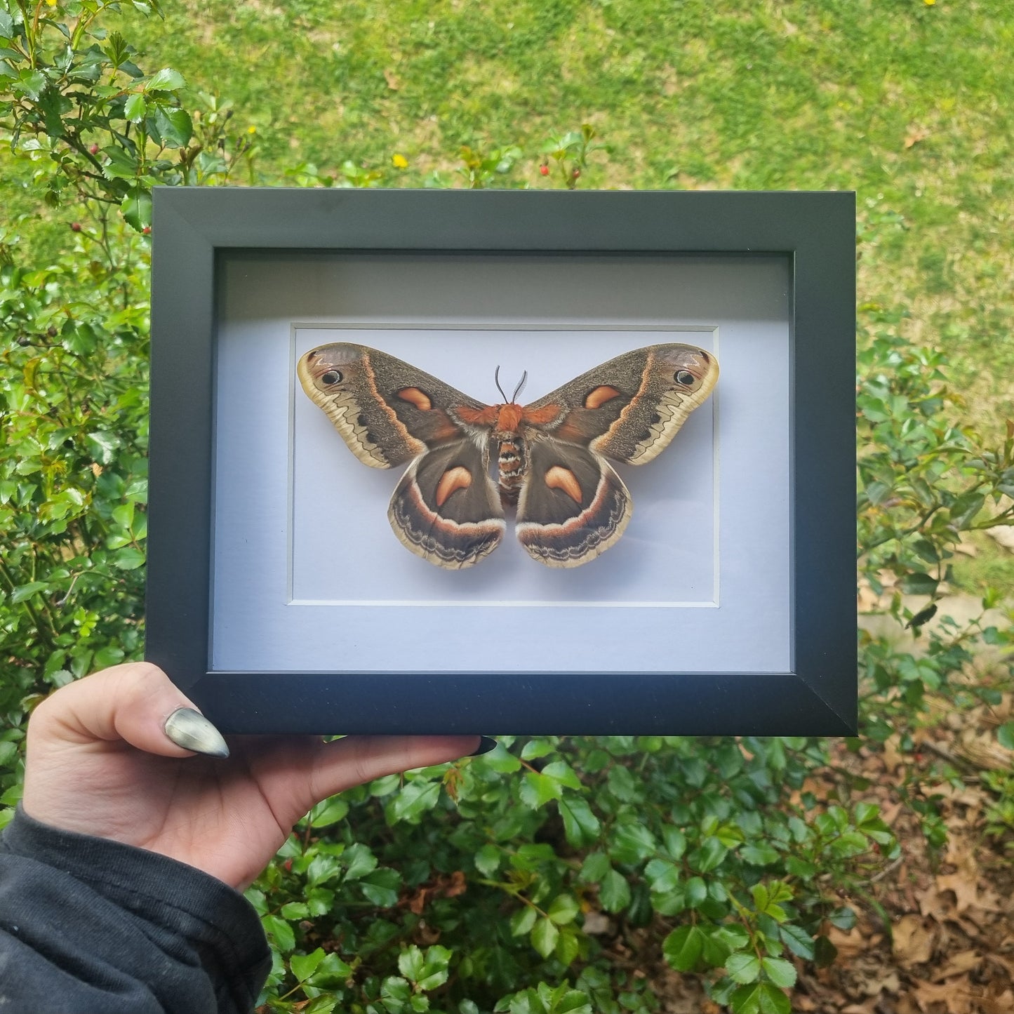Hyalophora Cecropia Moth |High Quality Frame | Framed Entomology Décor | Real Specimen | Nature