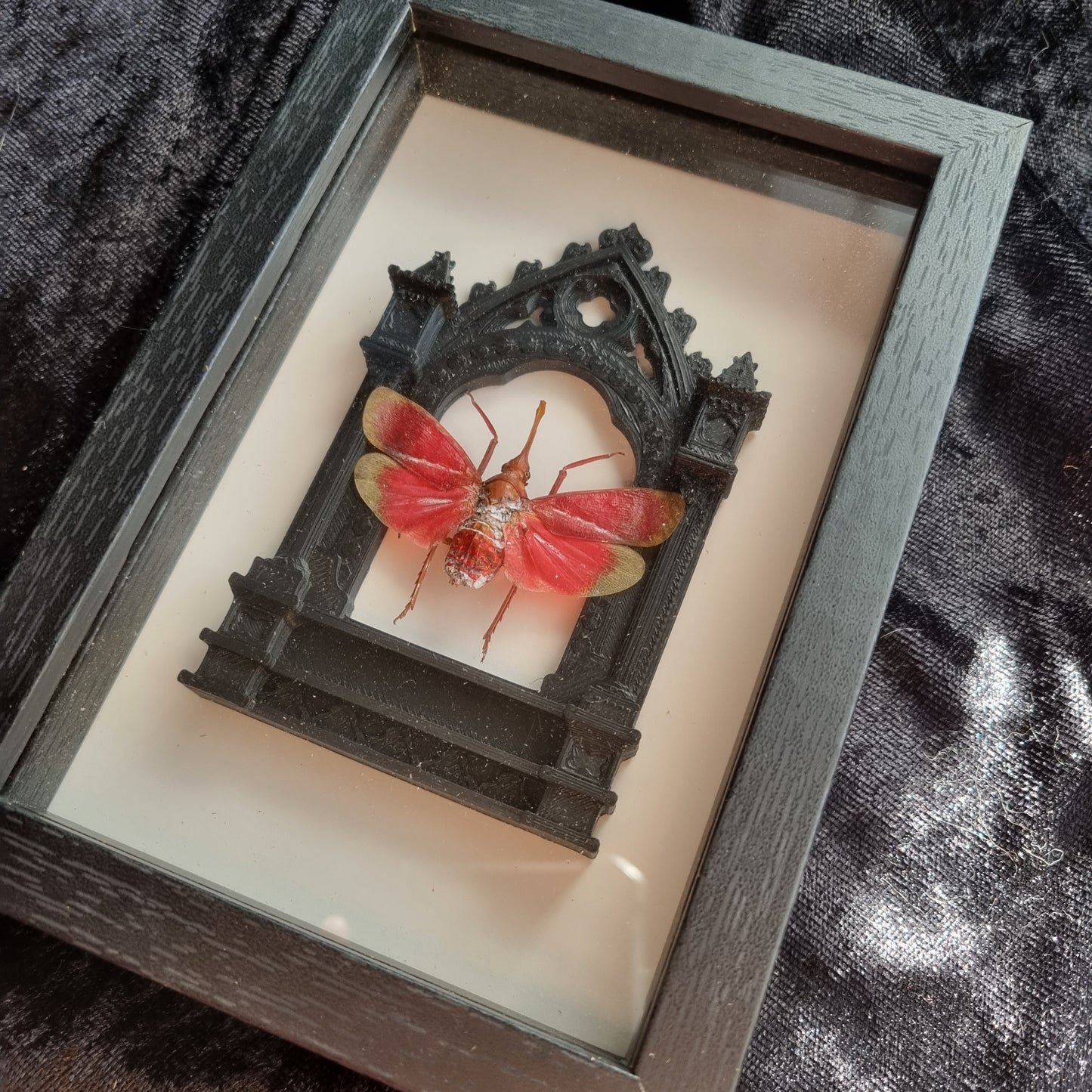 Pyrops Hamdjahi / The Blood-Red Lanternfly | Frame