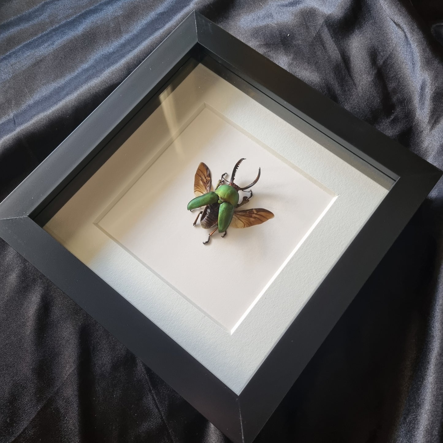 Lamprima Adolphinae | Frame | Framed Entomology Décor | Real Specimen | Nature