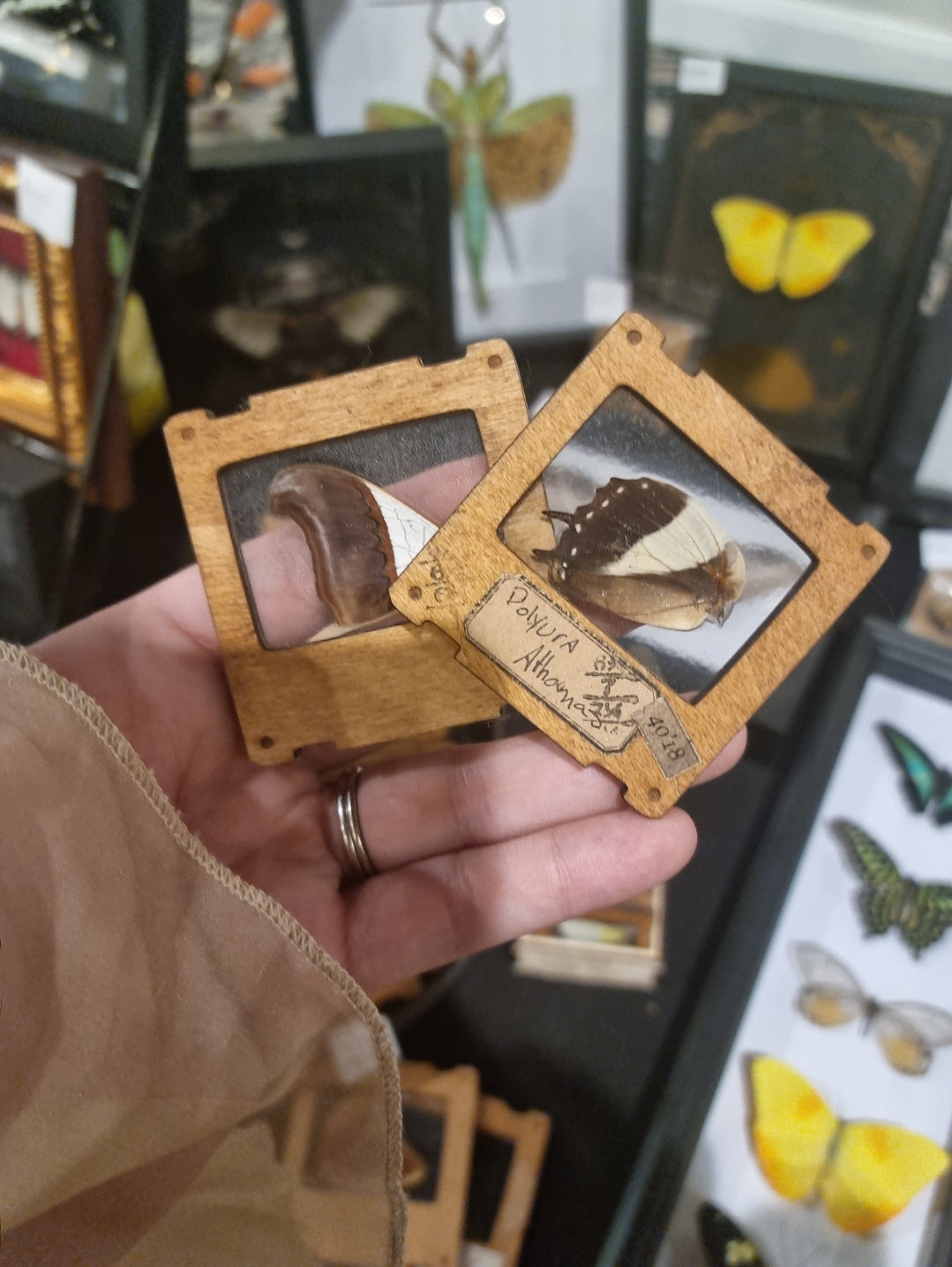 Entomology Slides