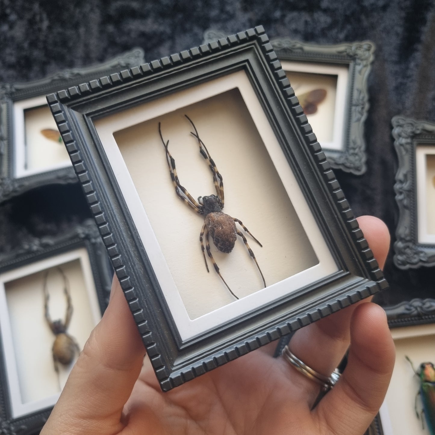 Mini Magnet Specimen / Entommology / Frame
