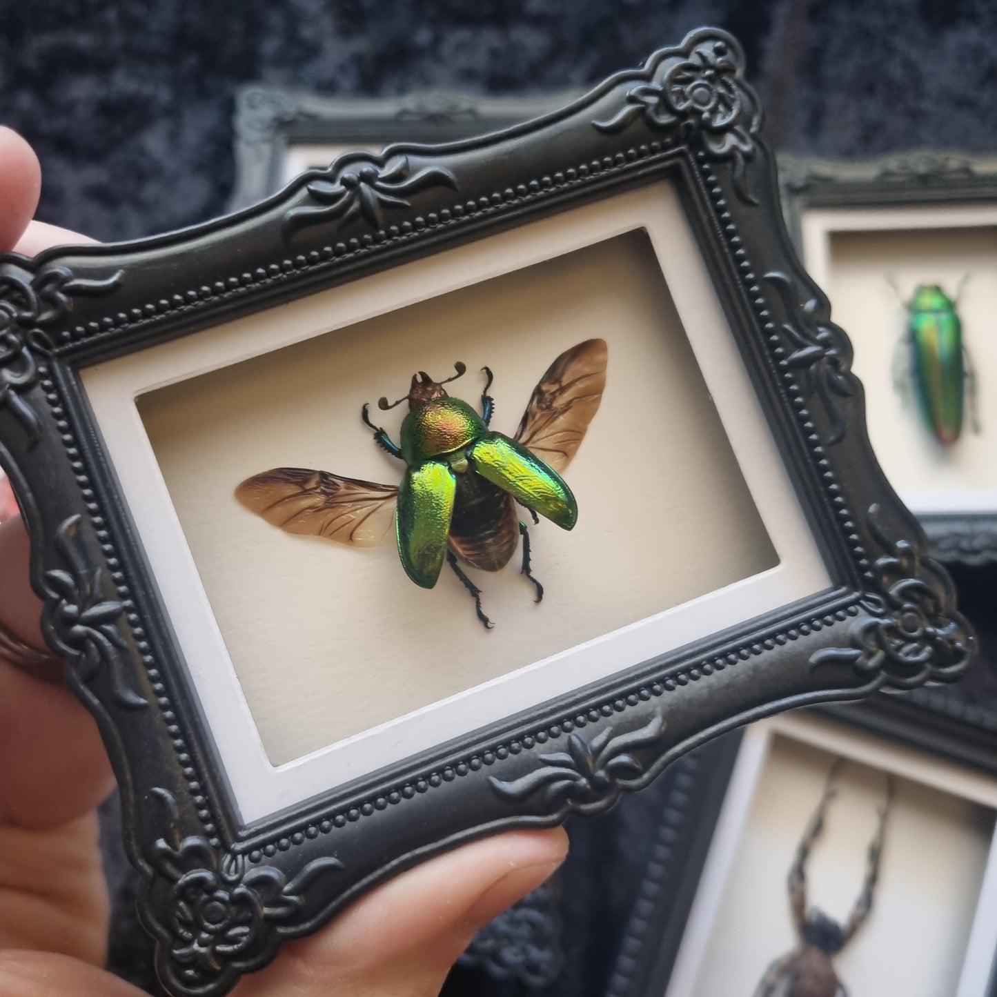 Mini Magnet Specimen / Entommology / Frame