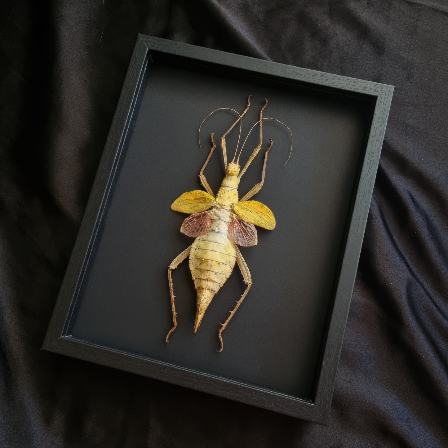 Heteropteryx dilatata | Frame