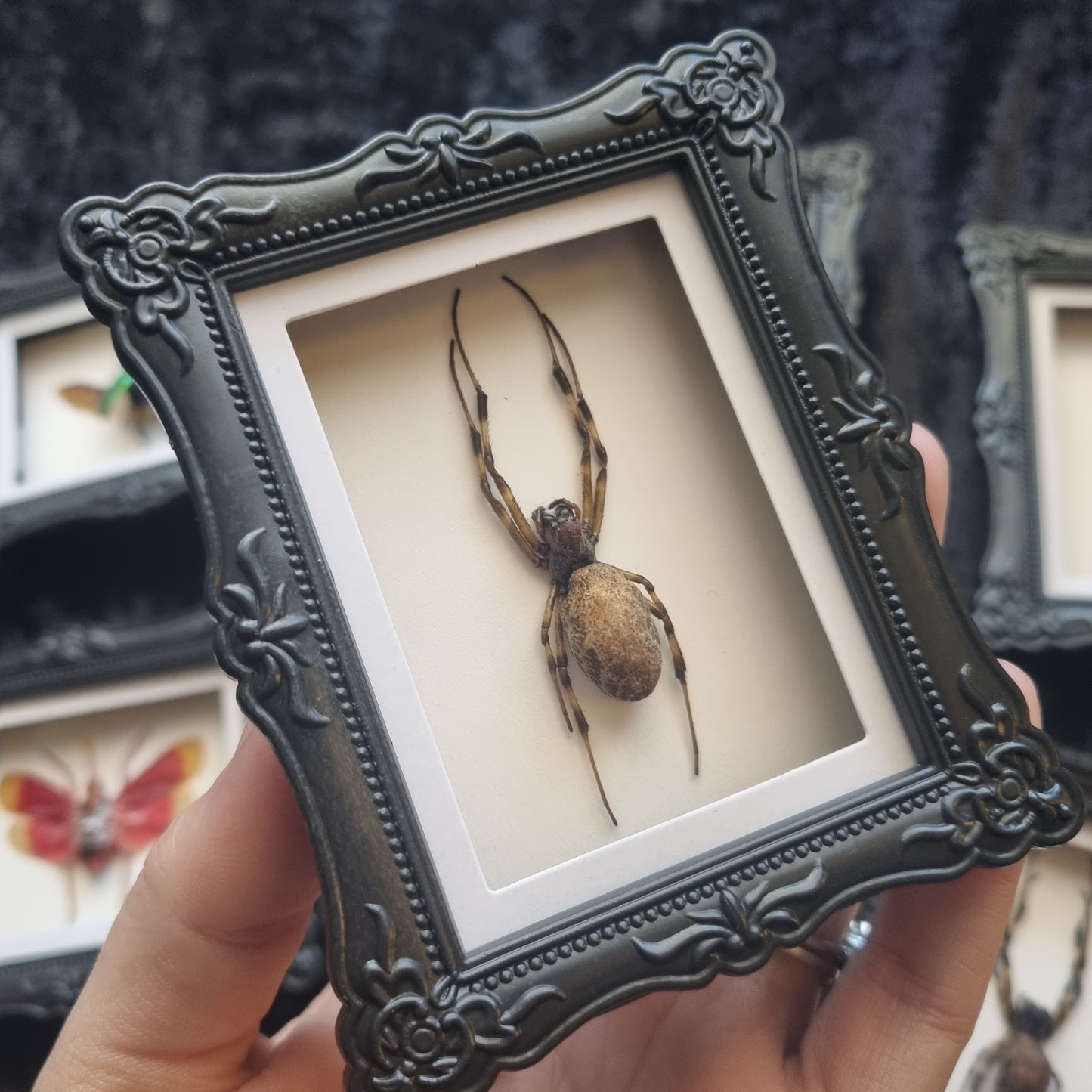 Mini Magnet Specimen / Entommology / Frame