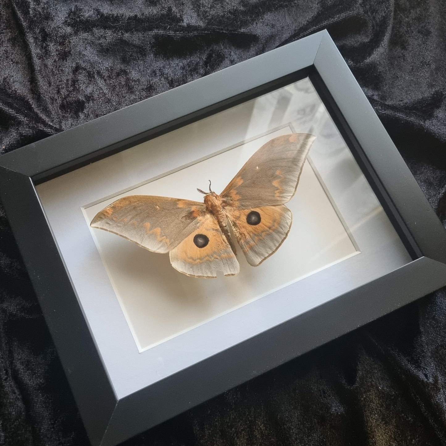 Cat Paw Emperor / Pseudobunaea tyrrhena neglecta / Moth / Frame