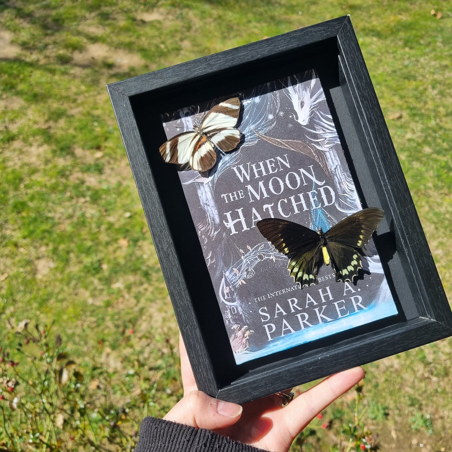 Book | When The Moon Hatched | Entomology Display | Butterflies