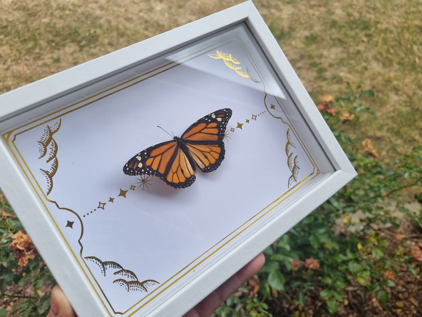 Mystery Specimen Displays | Made to Order | Frame