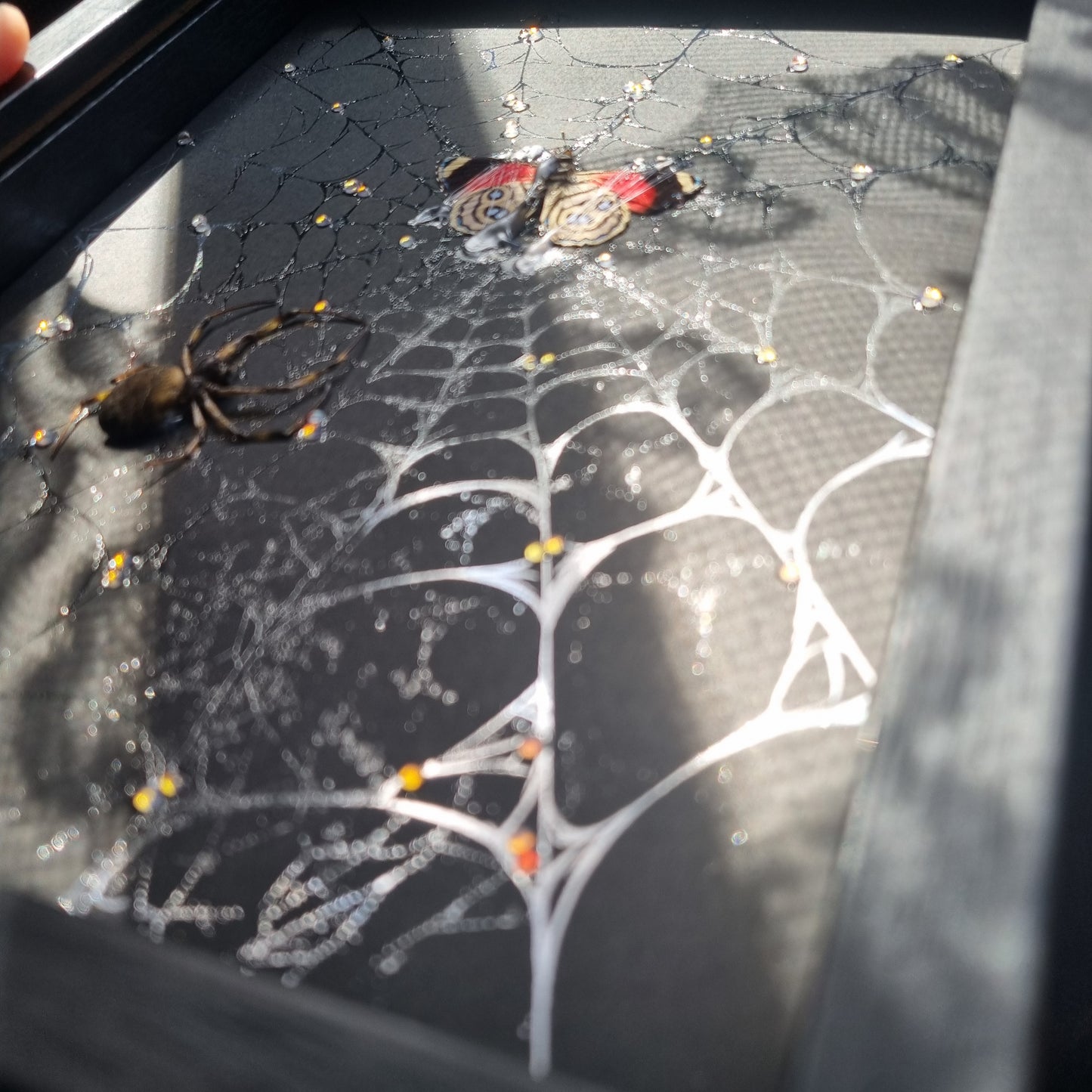Spiders Web | Frame | Butterfly