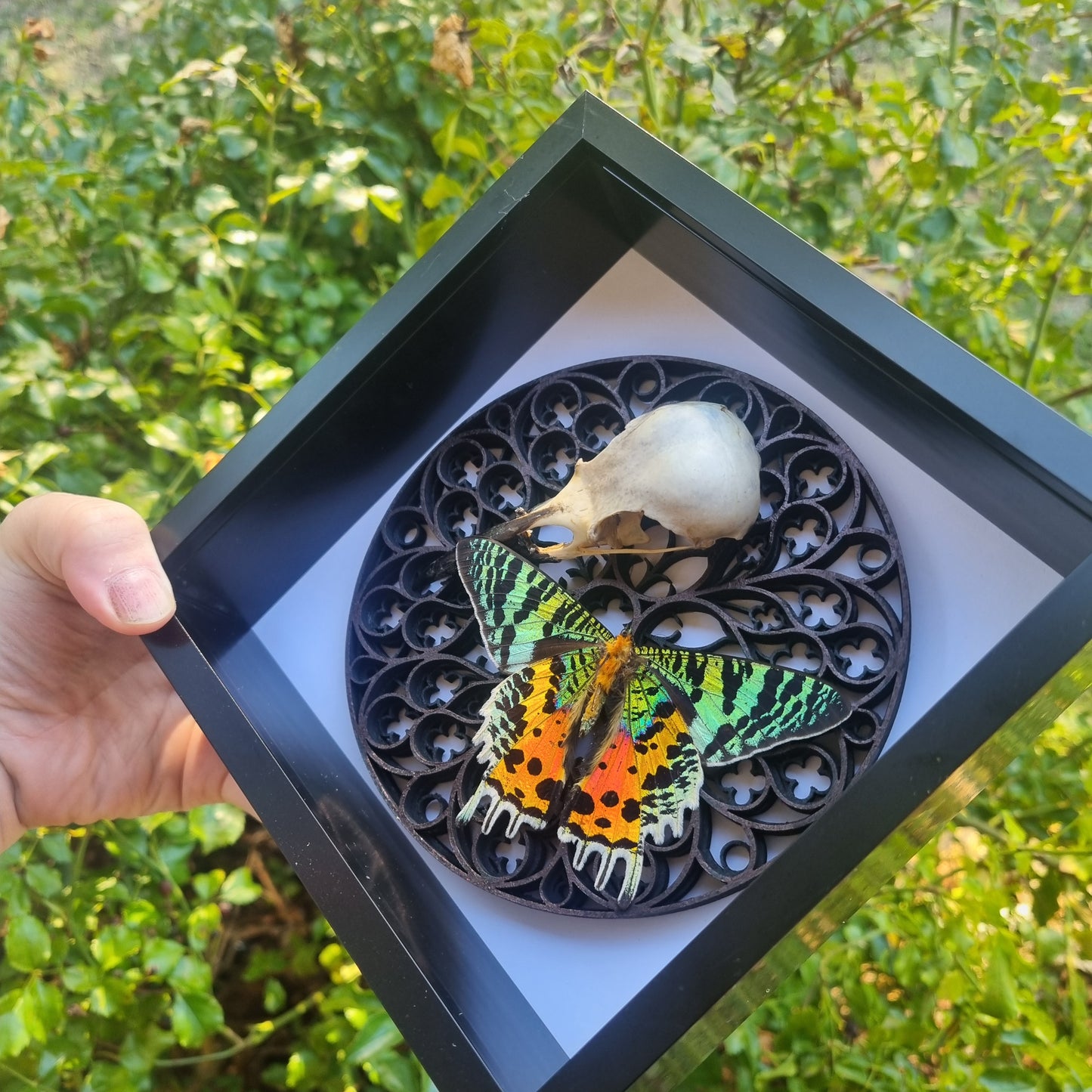 Madagascan Sunset Moth & Corvid Skull