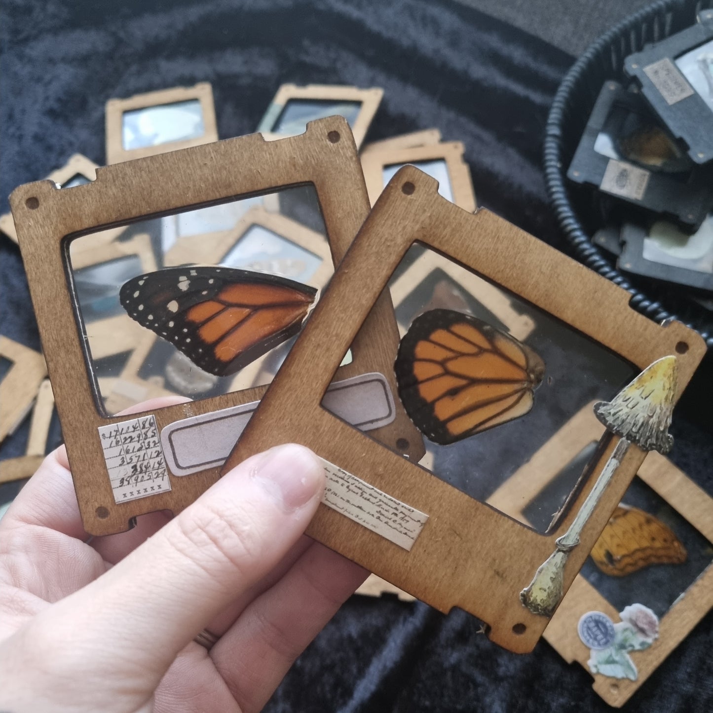 Entomology Slides