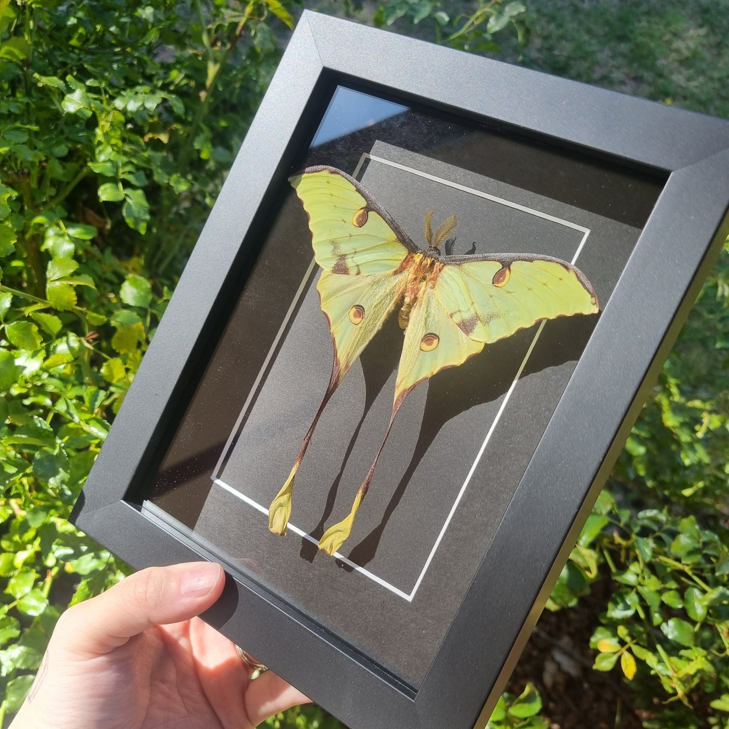 Argema Mimosae - African Moon Moth