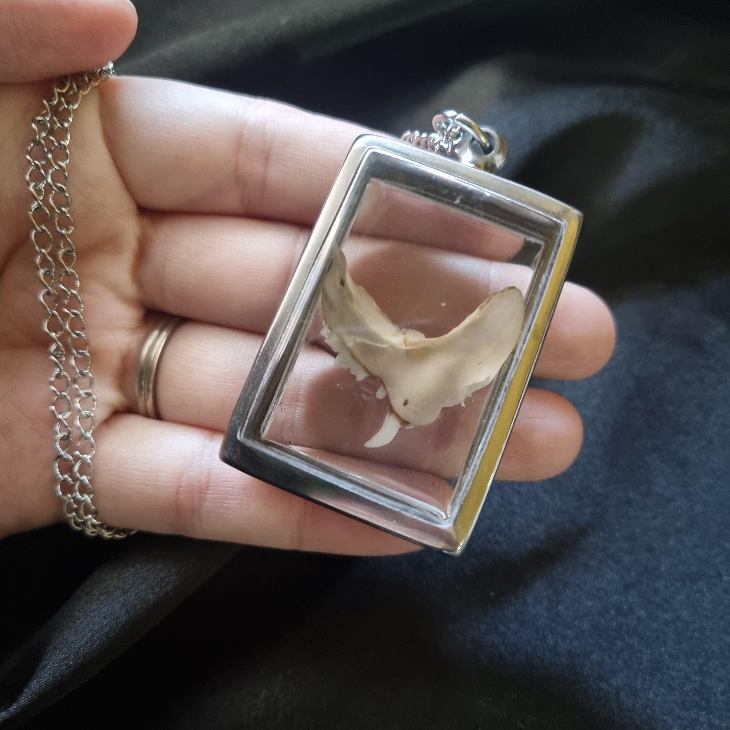 Kitten Teeth Necklace
