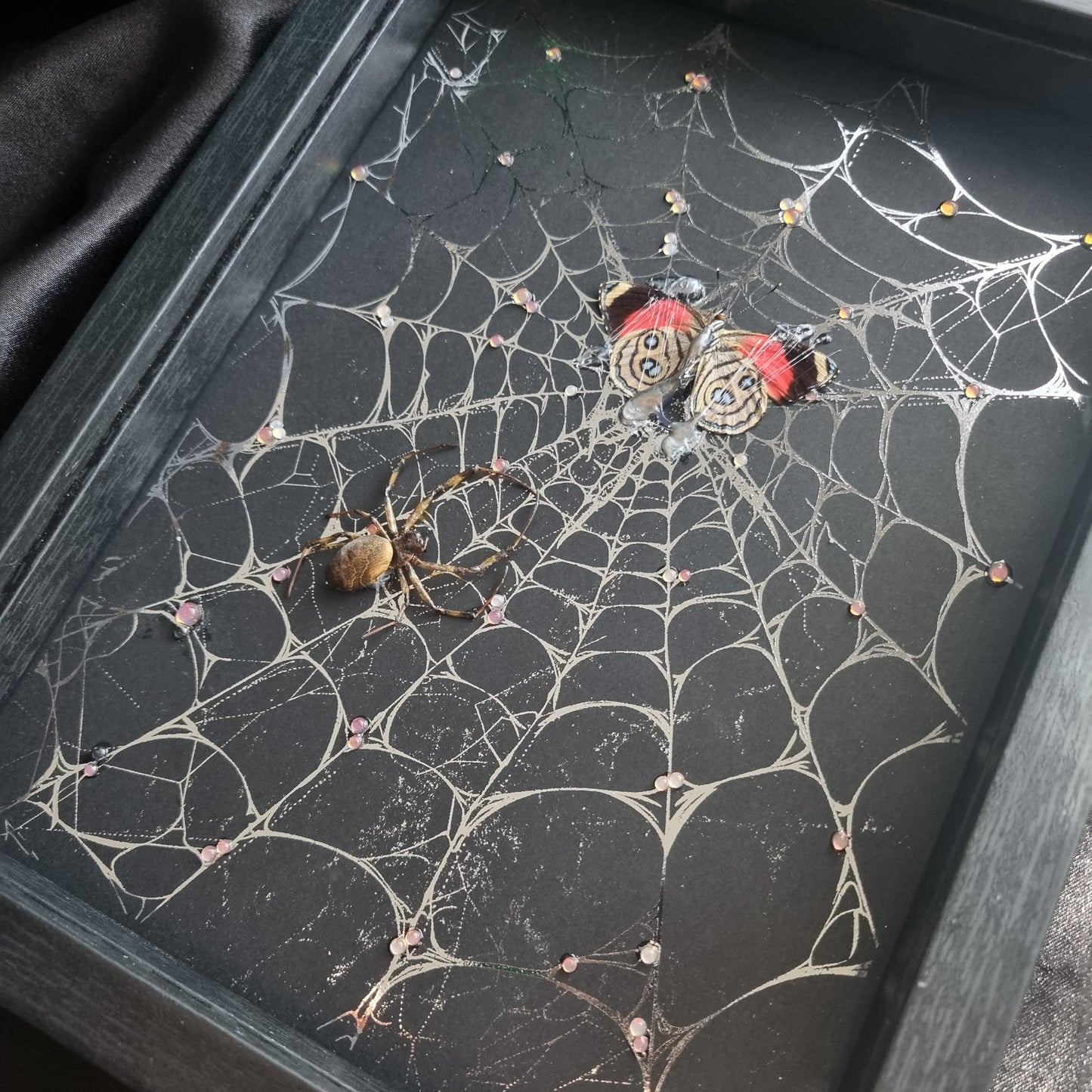 Spiders Web | Frame | Butterfly