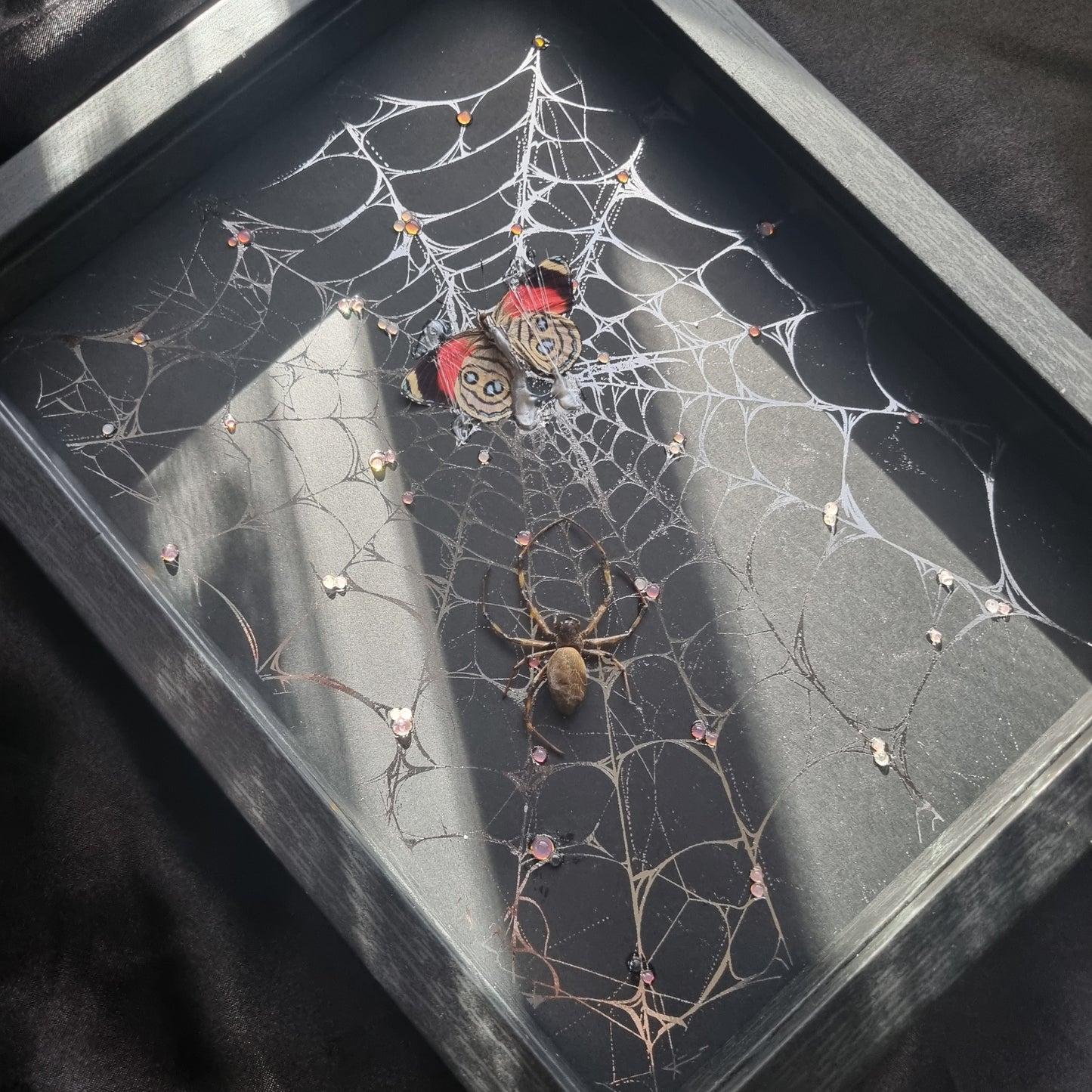 Spiders Web | Frame | Butterfly