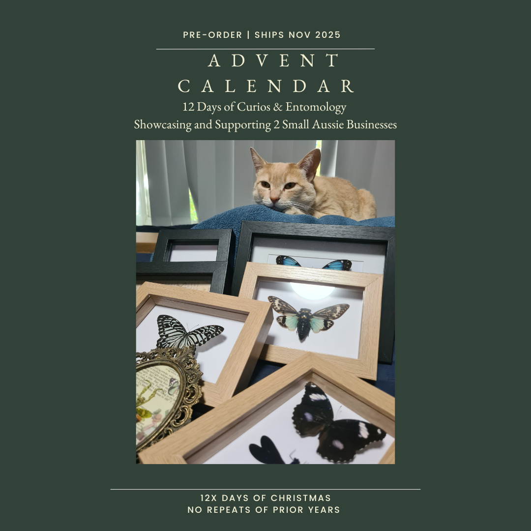 Pre- Order Curio / Oddity Christmas Advent Calendar 2025!