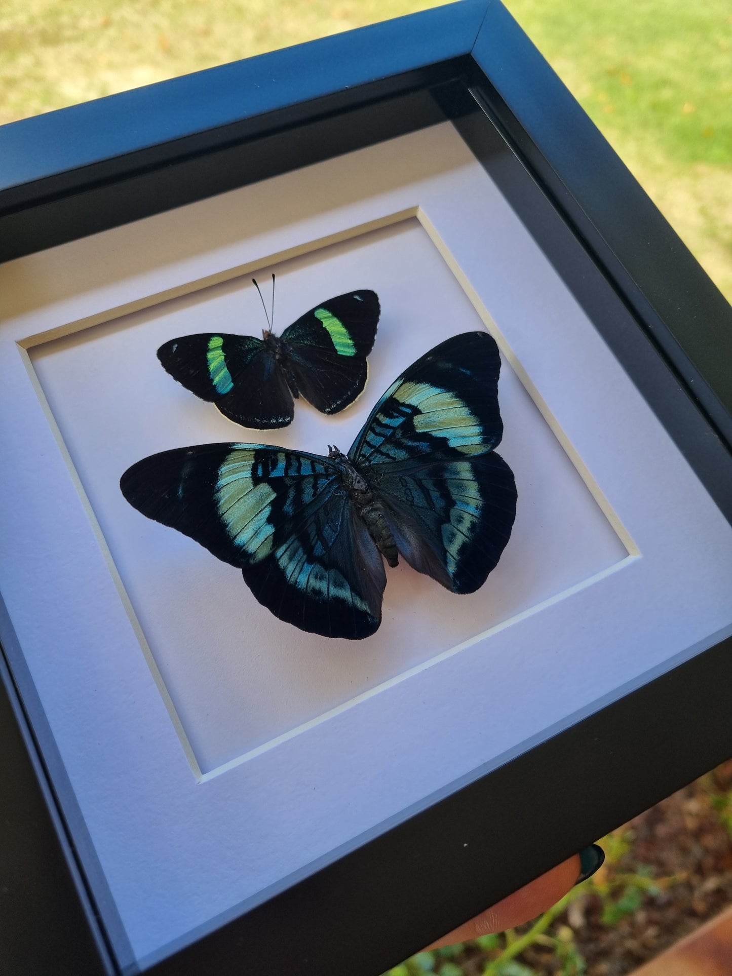 Mystery Specimen Displays | Made to Order | Frame