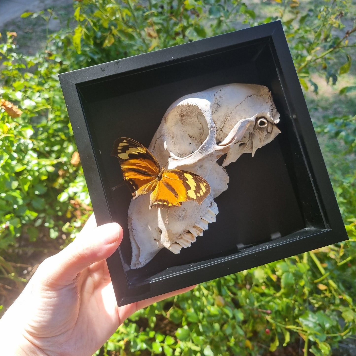 Sheep Skull Entomology Display
