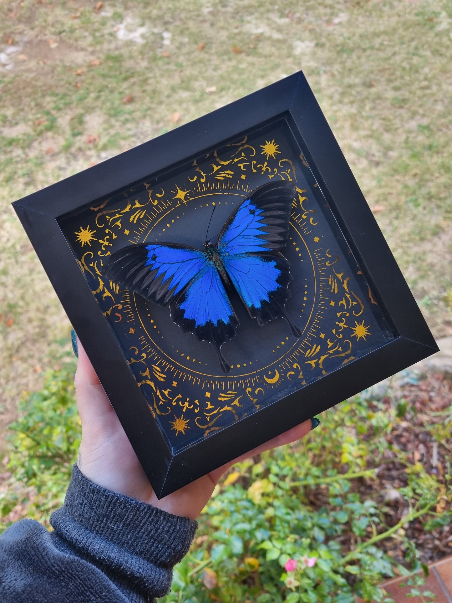 Mystery Specimen Displays | Made to Order | Frame