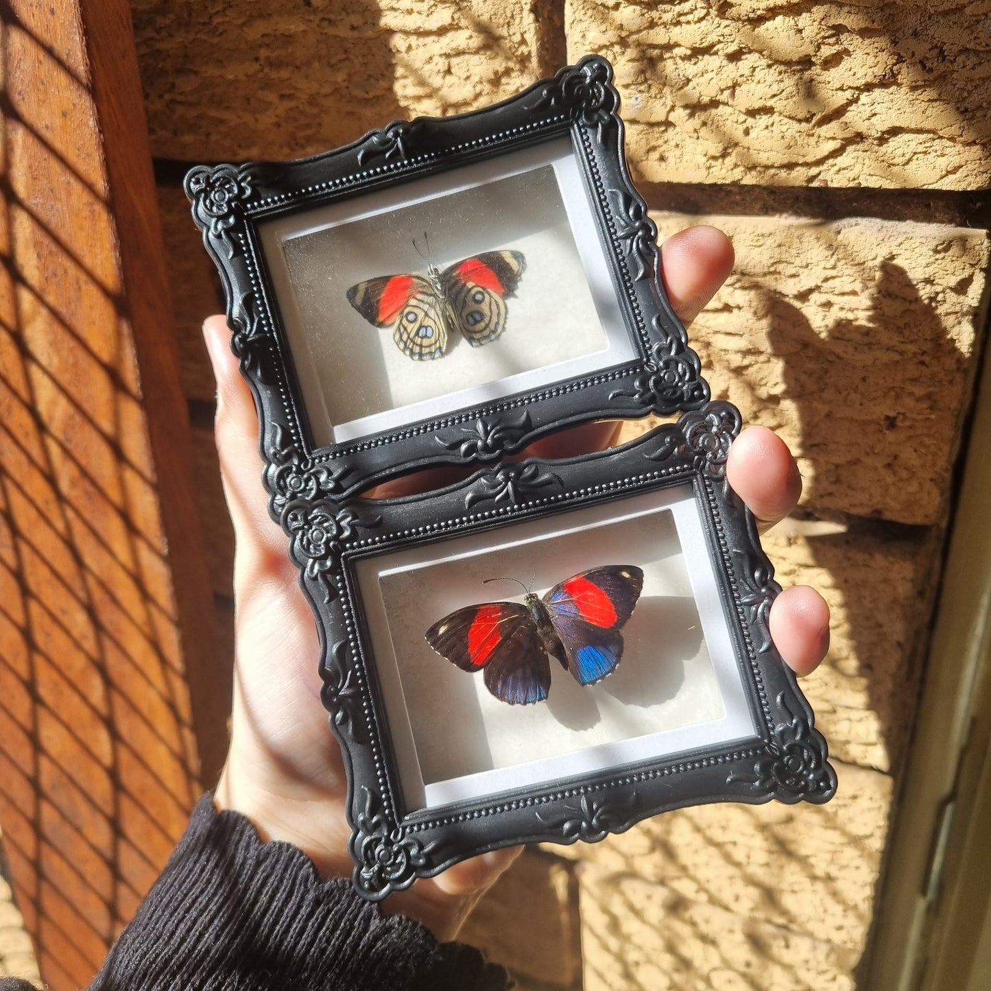 Mini Magnet Specimen / Entommology / Frame