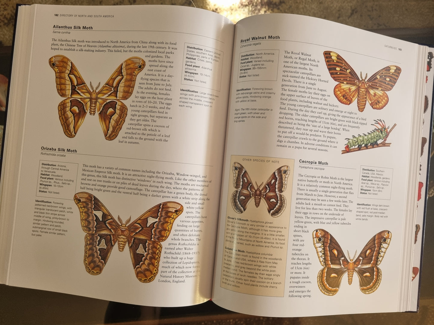 Encyclopaedia of Butterflies & Moths
