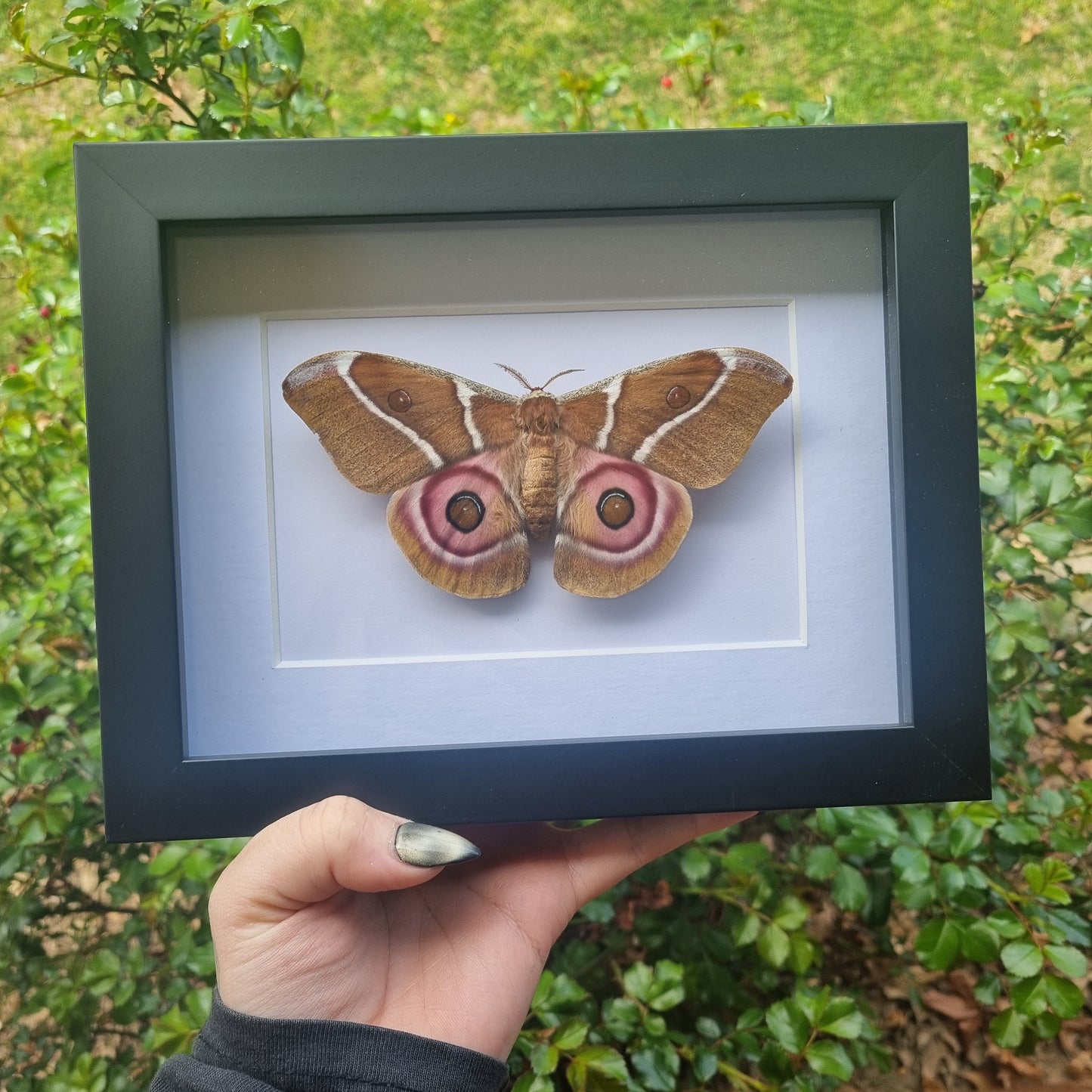 Hyalophora Cecropia Moth |High Quality Frame | Framed Entomology Décor | Real Specimen | Nature