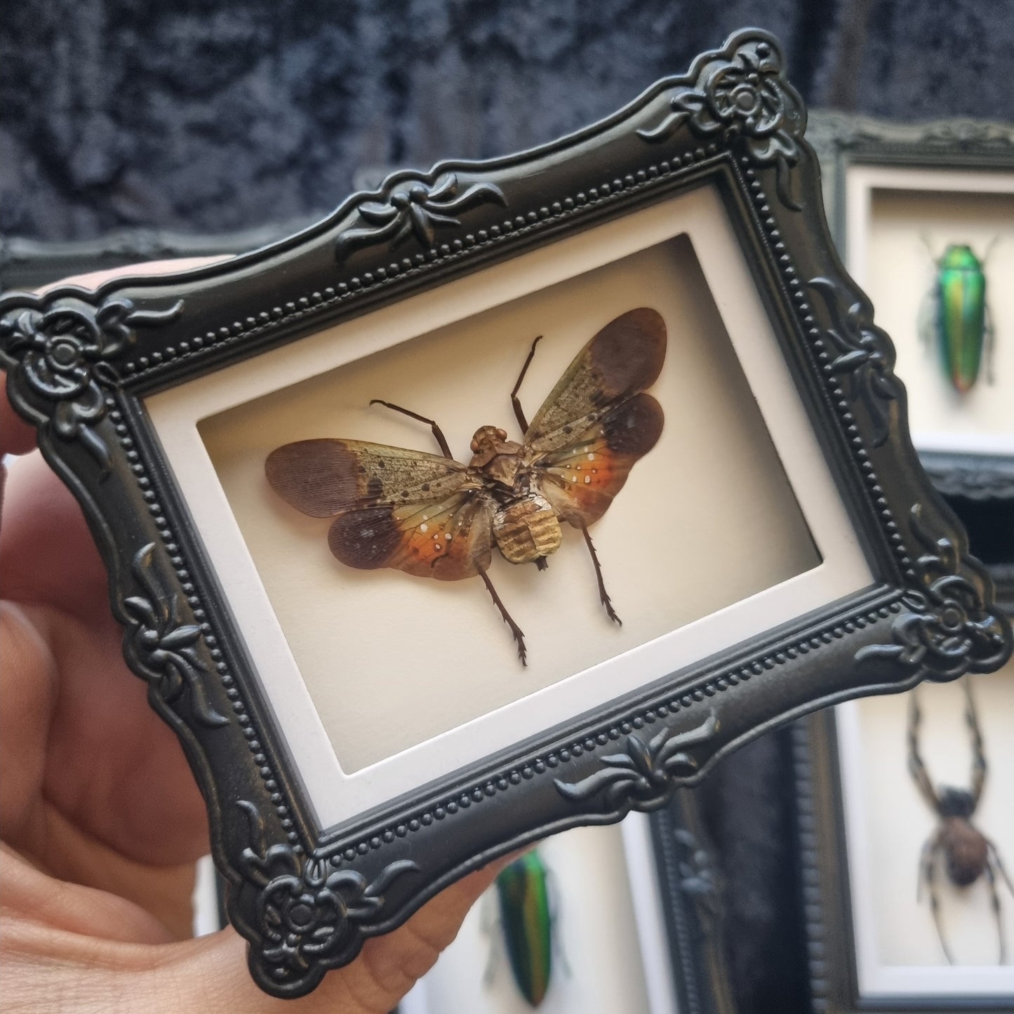 Mini Magnet Specimen / Entommology / Frame
