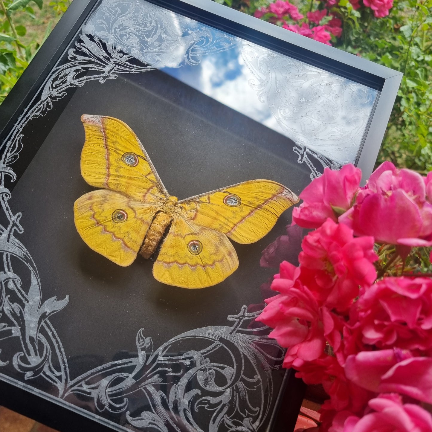 Antheraea Frithi | Moth | Frame
